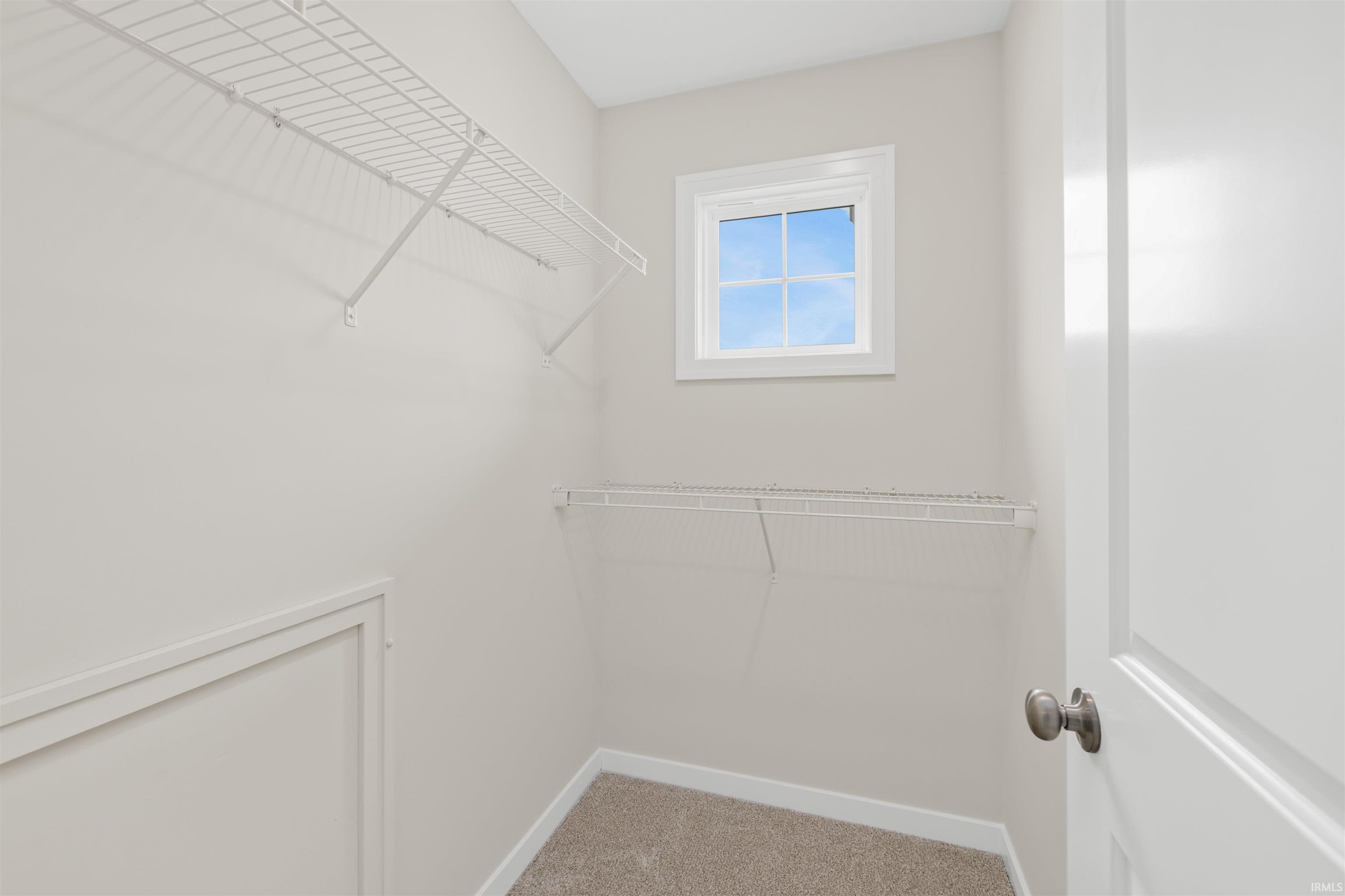 Walk-in closet featuring wire shelving, a window with white trim, light gray painted walls, and carpet flooring