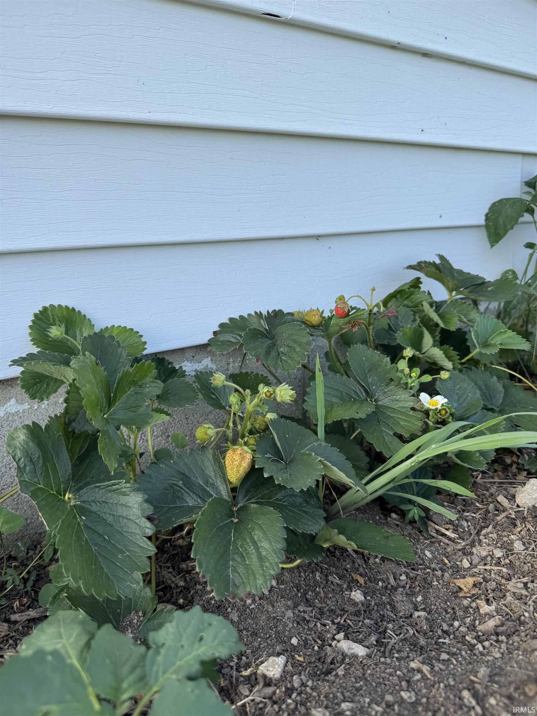 Strawberry plants with budding and ripening fruit against a light-colored siding foundation