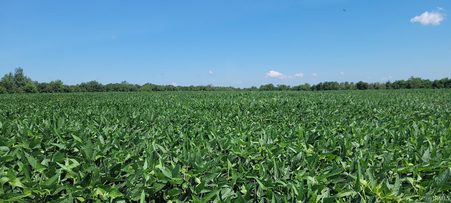 4th image of 2686+/- Acres S Wampler Rd, Bicknell, IN 47512 | MLS# 202629292