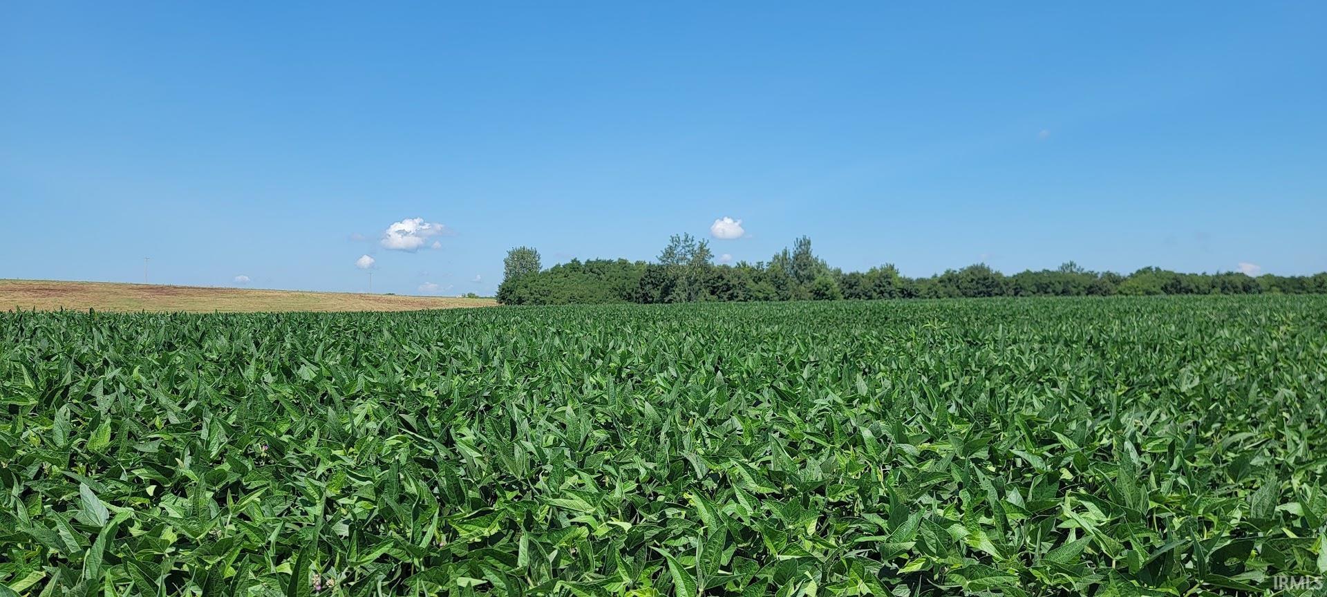 5th image of 2686+/- Acres S Wampler Rd, Bicknell, IN 47512 | MLS# 202629292