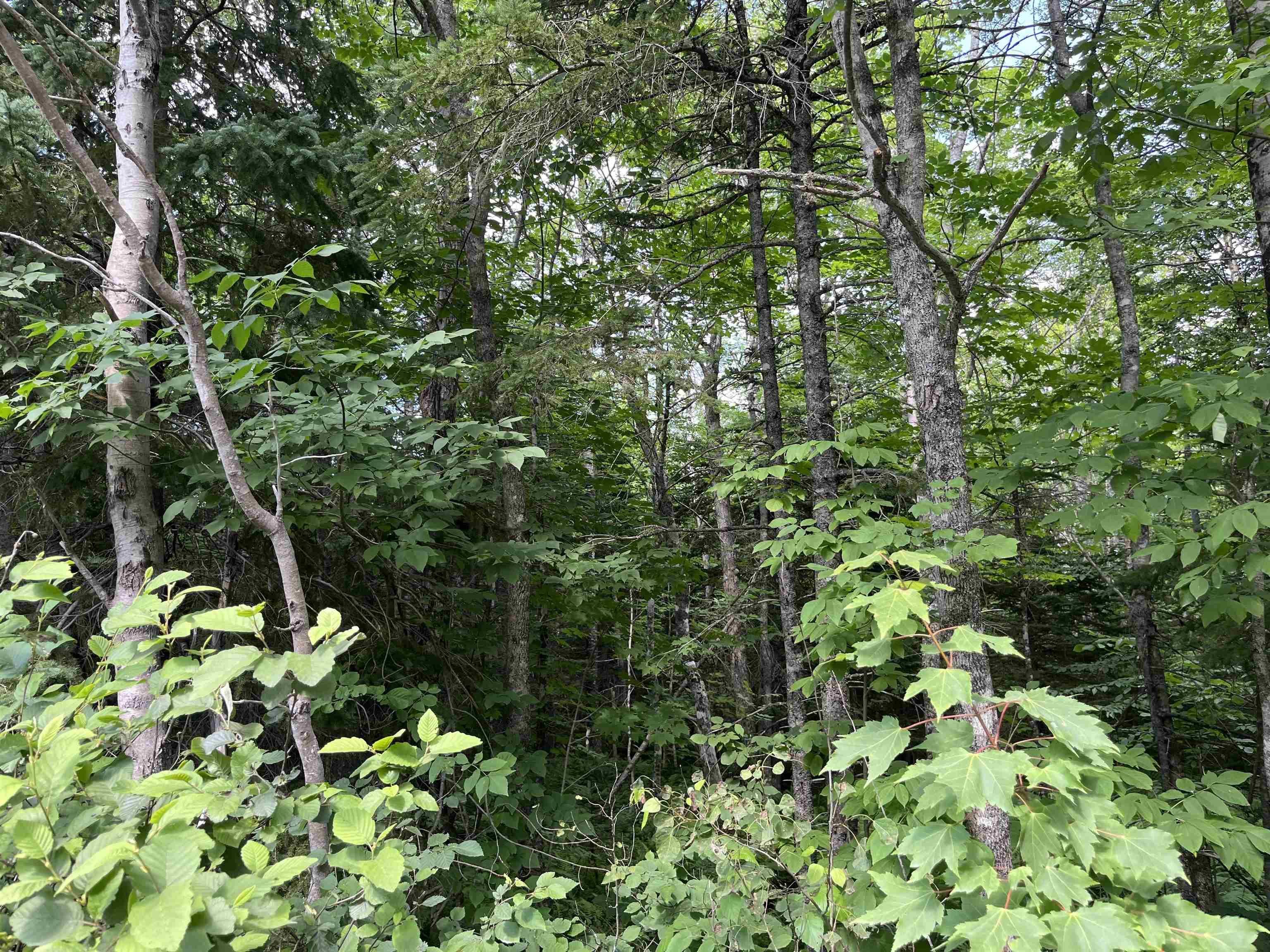2 Lot 2 Butler Road Road, Forest Home, NS (MLS® 202307825) | Forest Home Real Estate | RE/MAX Halifax