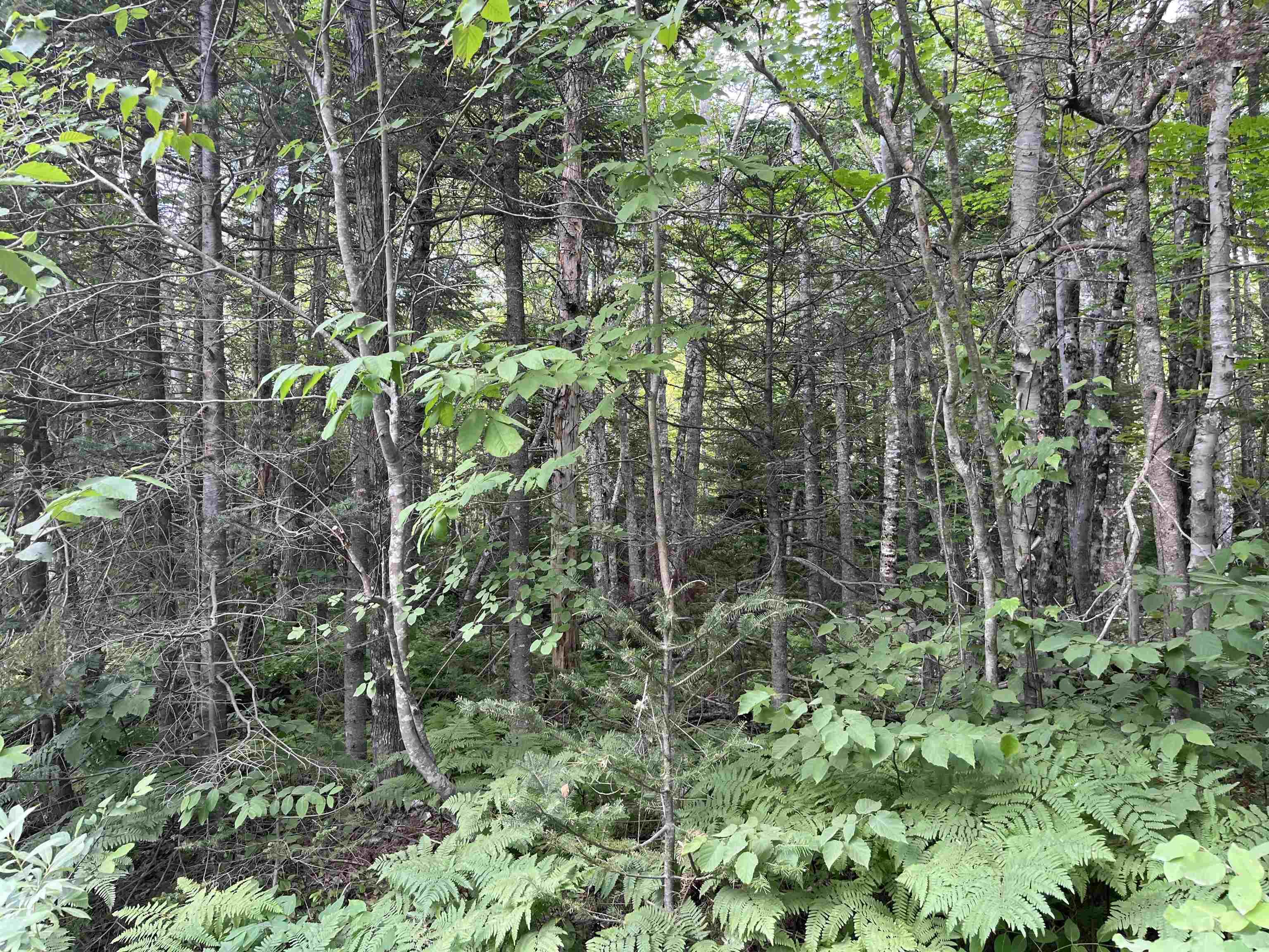 5 Lot 5 Butler Road Road, Forest Home, NS (MLS® 202307829) | Forest Home Real Estate | RE/MAX Halifax