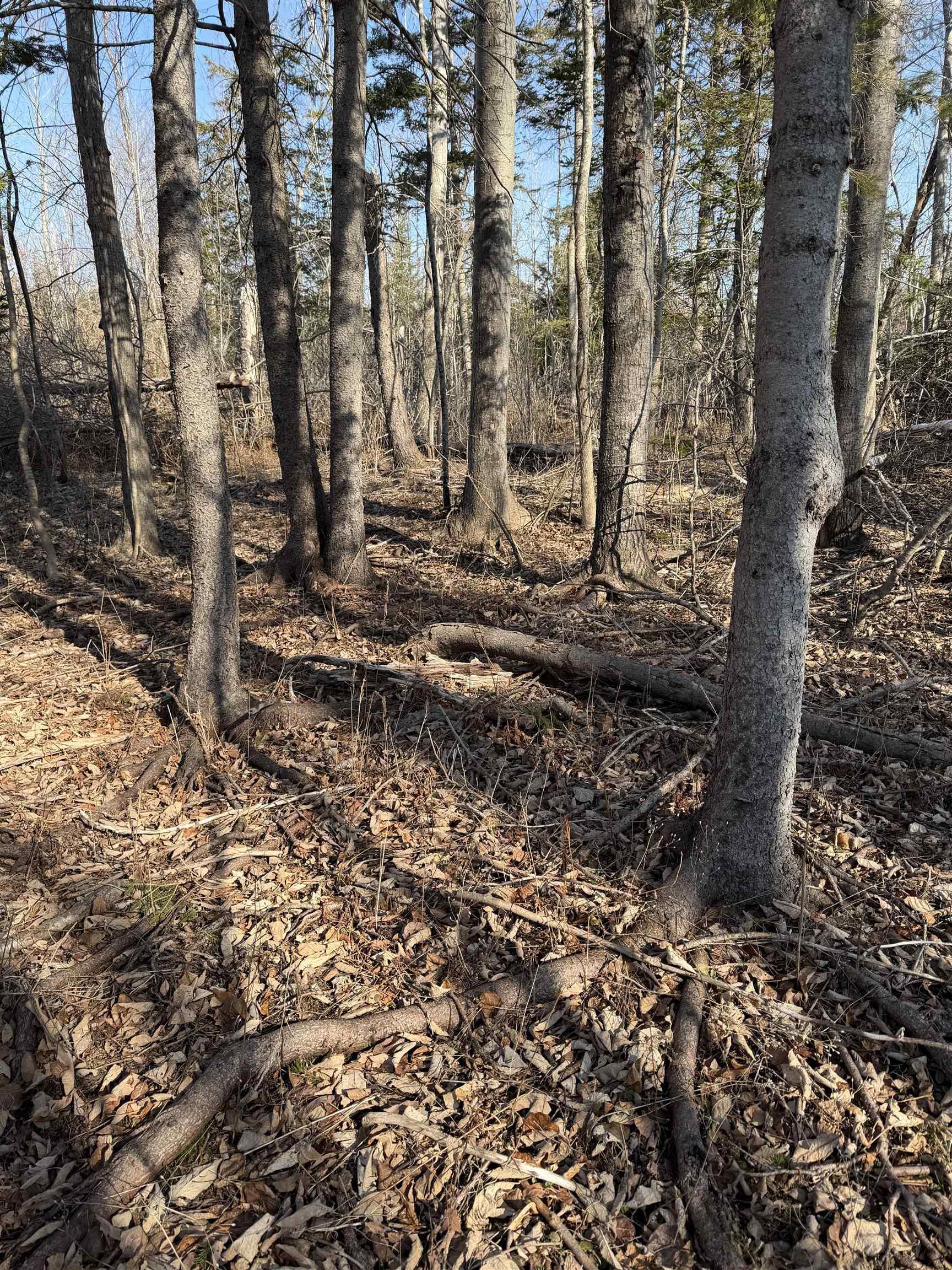 $24,990.00: Lot Beeches Road, Bay View