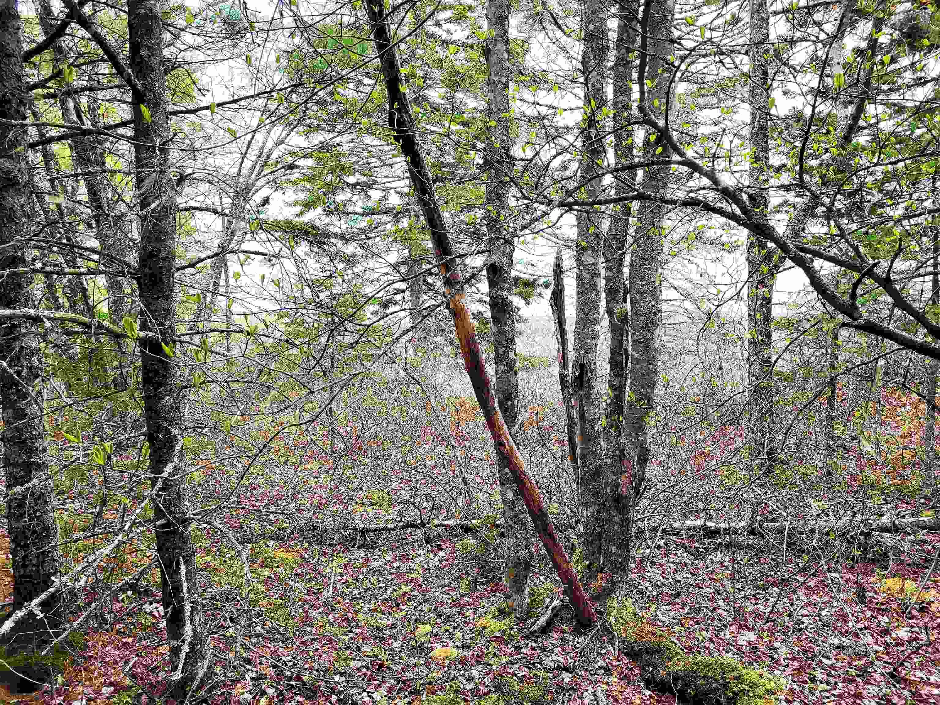 $144,900.00: Lot Hirtle Road, Voglers Cove