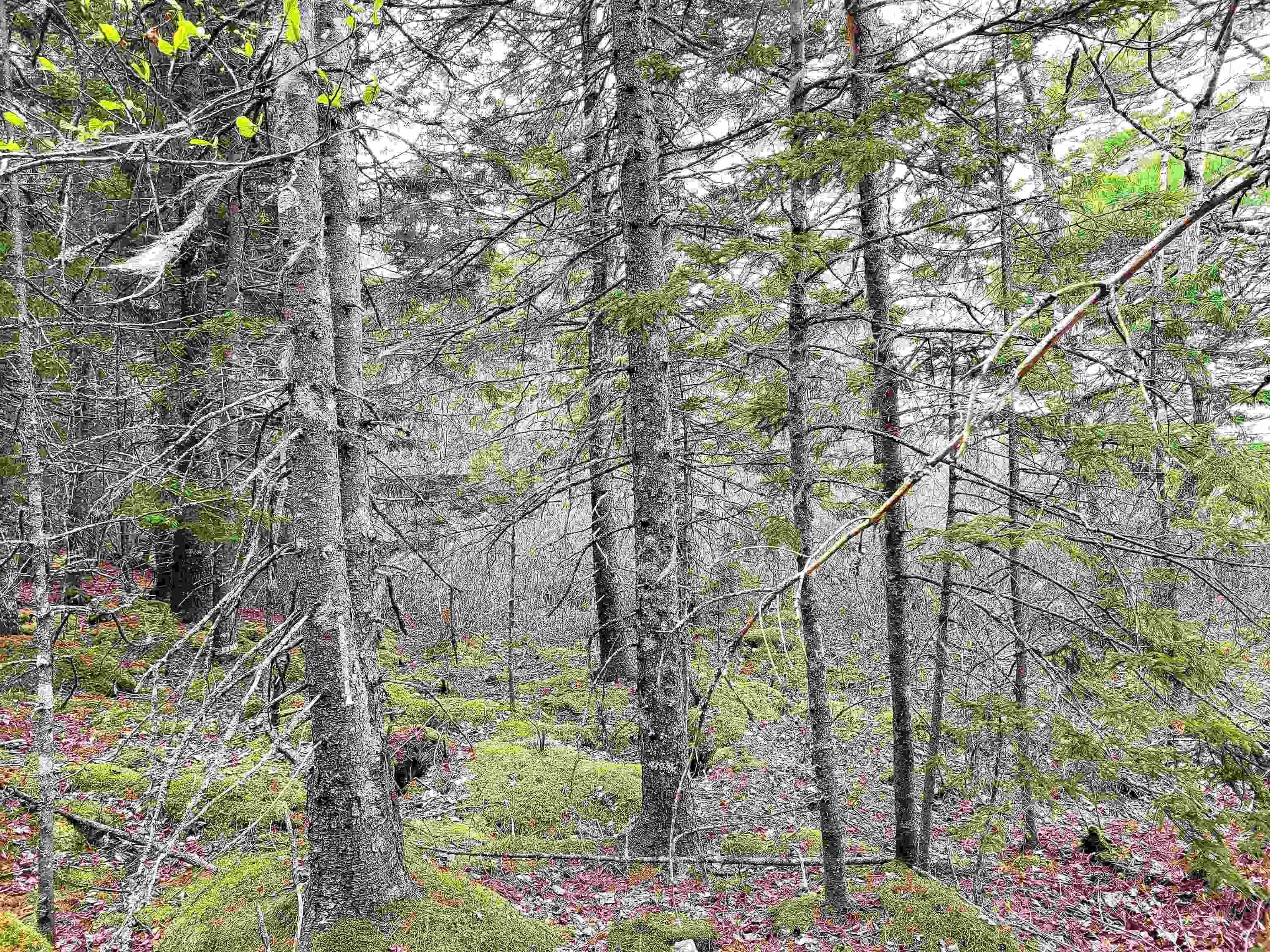 $144,900.00: Lot Hirtle Road, Voglers Cove