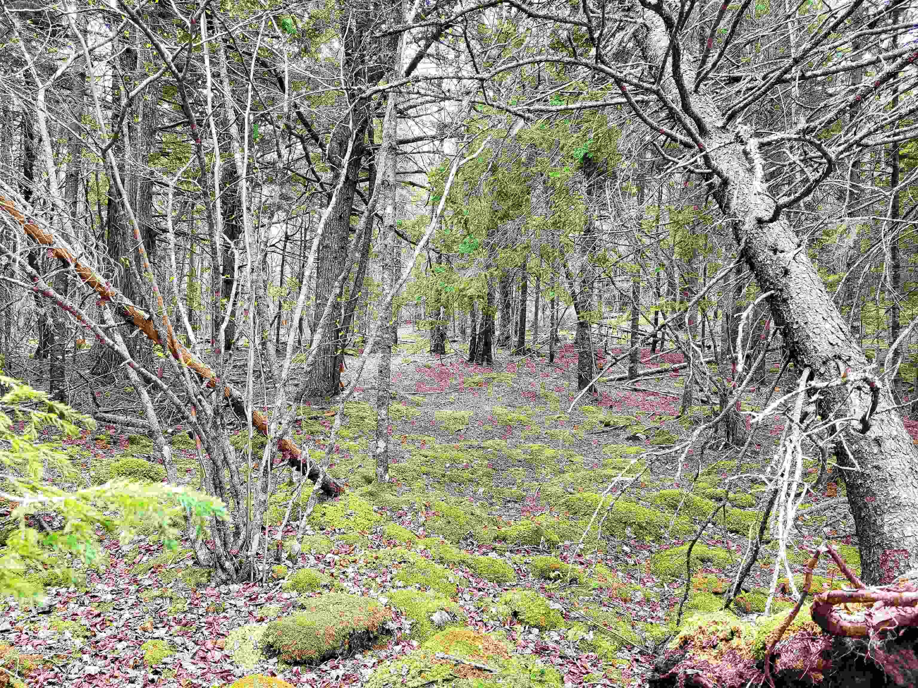 $144,900.00: Lot Hirtle Road, Voglers Cove