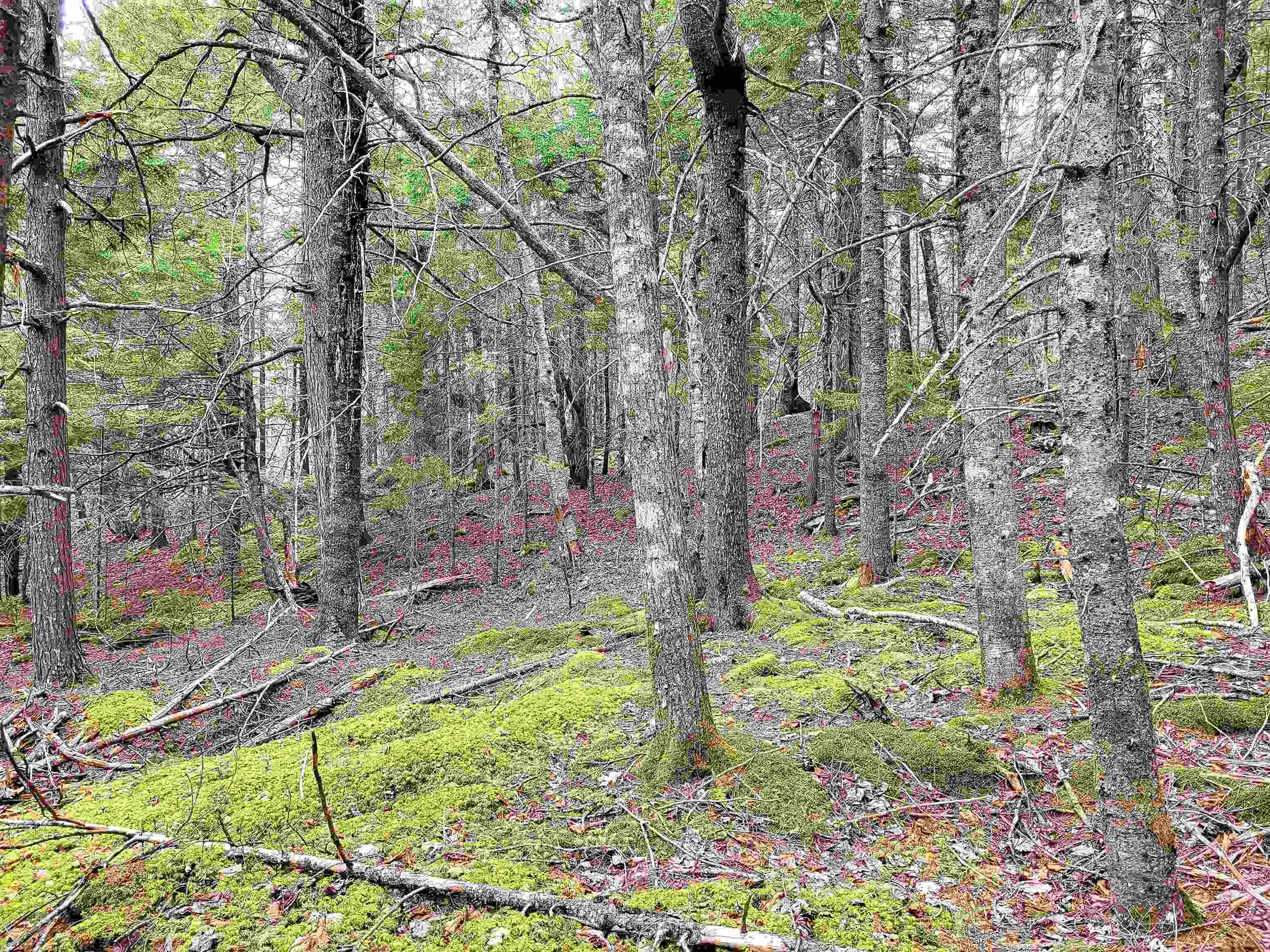 $144,900.00: Lot Hirtle Road, Voglers Cove