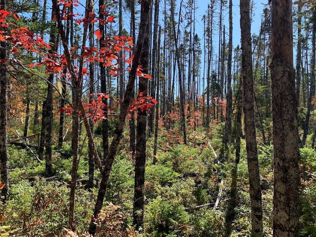 $55,000.00: Lot 1 Pleasant River Preserve, Pleasant River