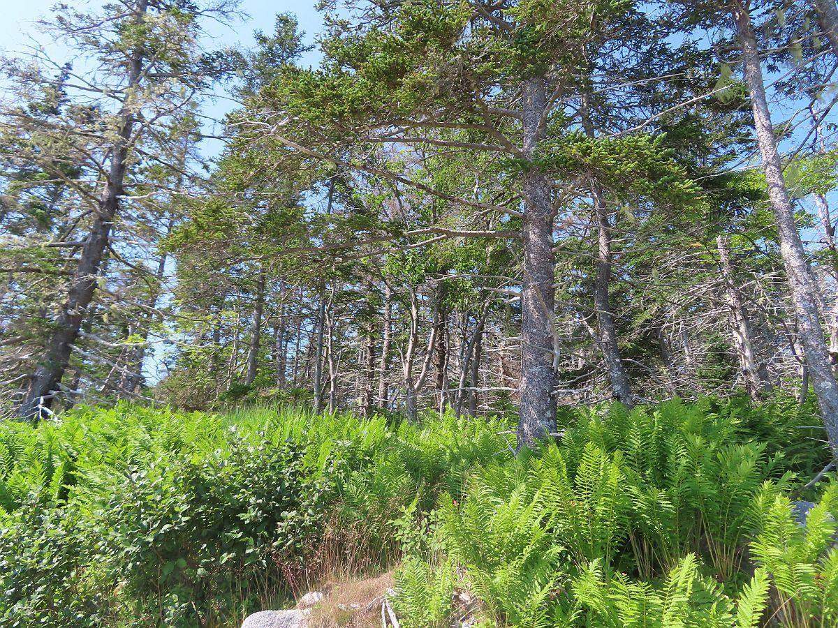 $120,000.00: Lot 10 Hwy 316 (Grovers Point), Cole Harbour