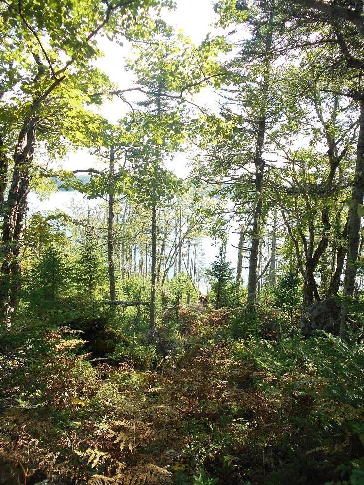 Lot 2 Shad Bay, Shad Bay, NS (MLS 202502423)