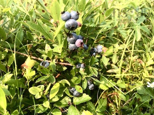 $259,000.00: 2925 Highway 203, East Kemptville