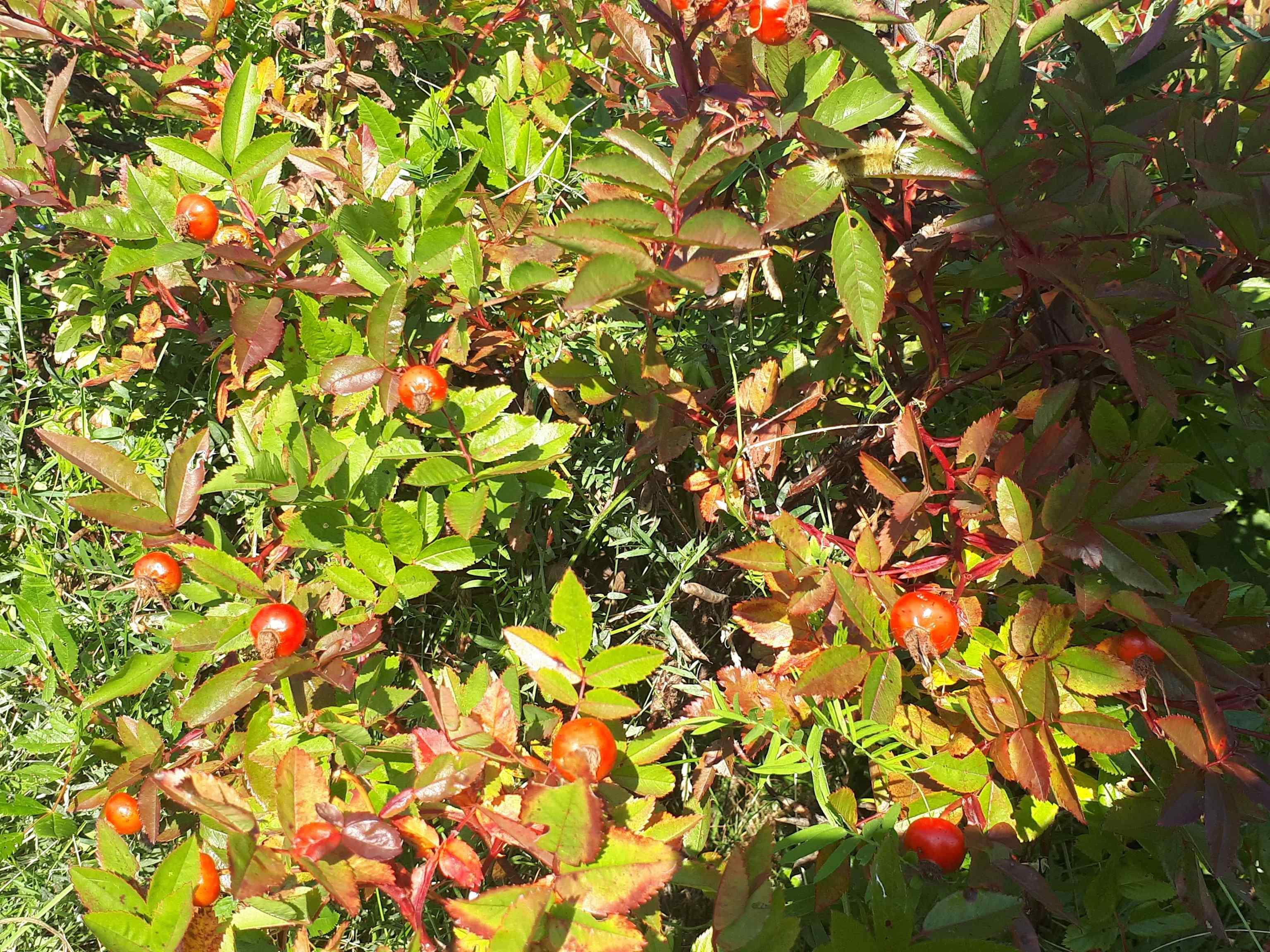 $85,000.00: 75 Evanston Rd, Cleveland