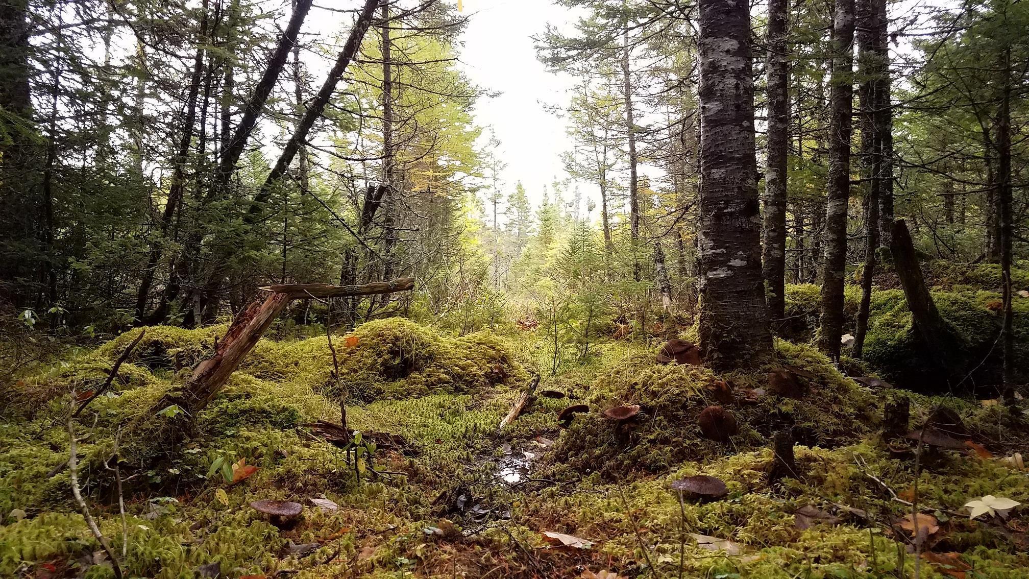 $85,000.00: 75 Evanston Rd, Cleveland