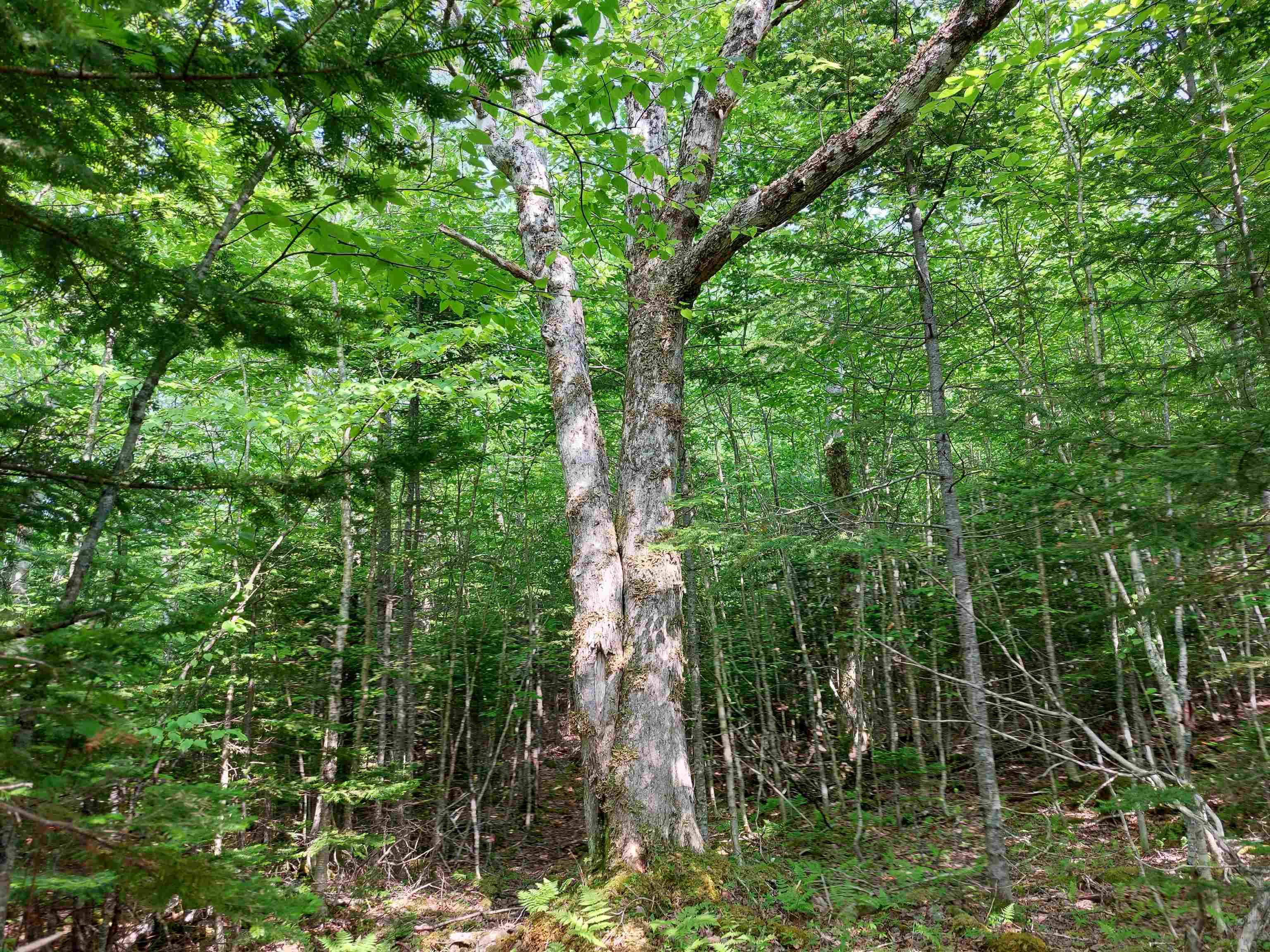 $79,900.00: Lot 9 Leo