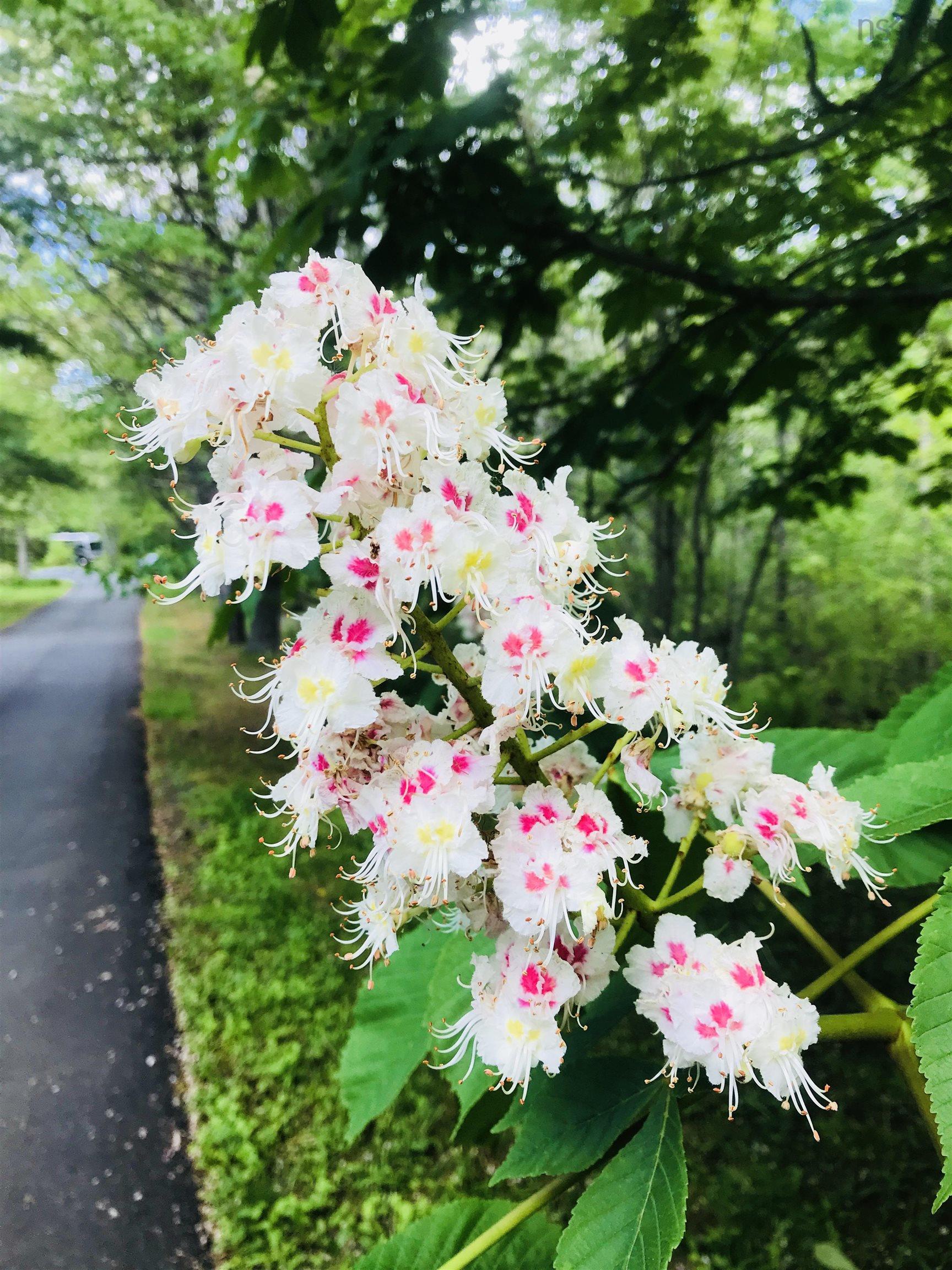 15 Cottage Lane, Windsor Junction, NS (MLS 202521027)