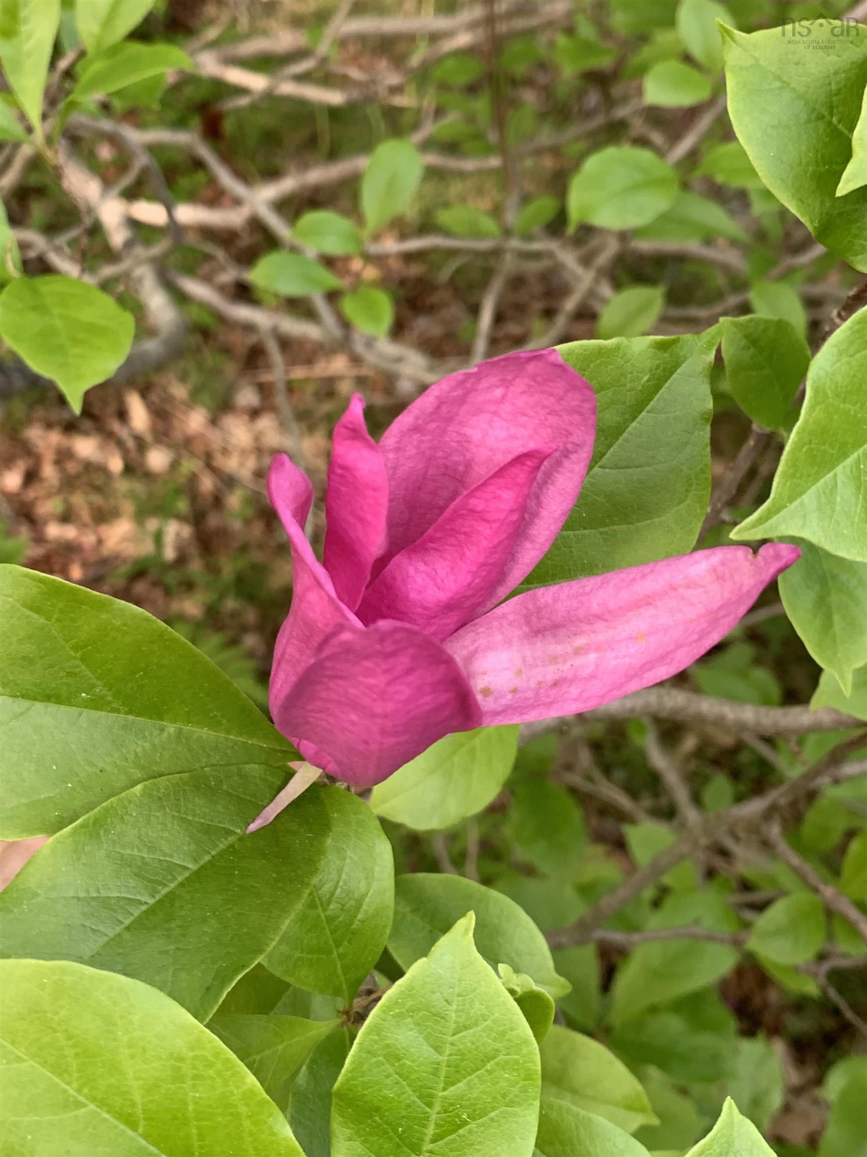 15 Cottage Lane, Windsor Junction, NS (MLS 202521027)