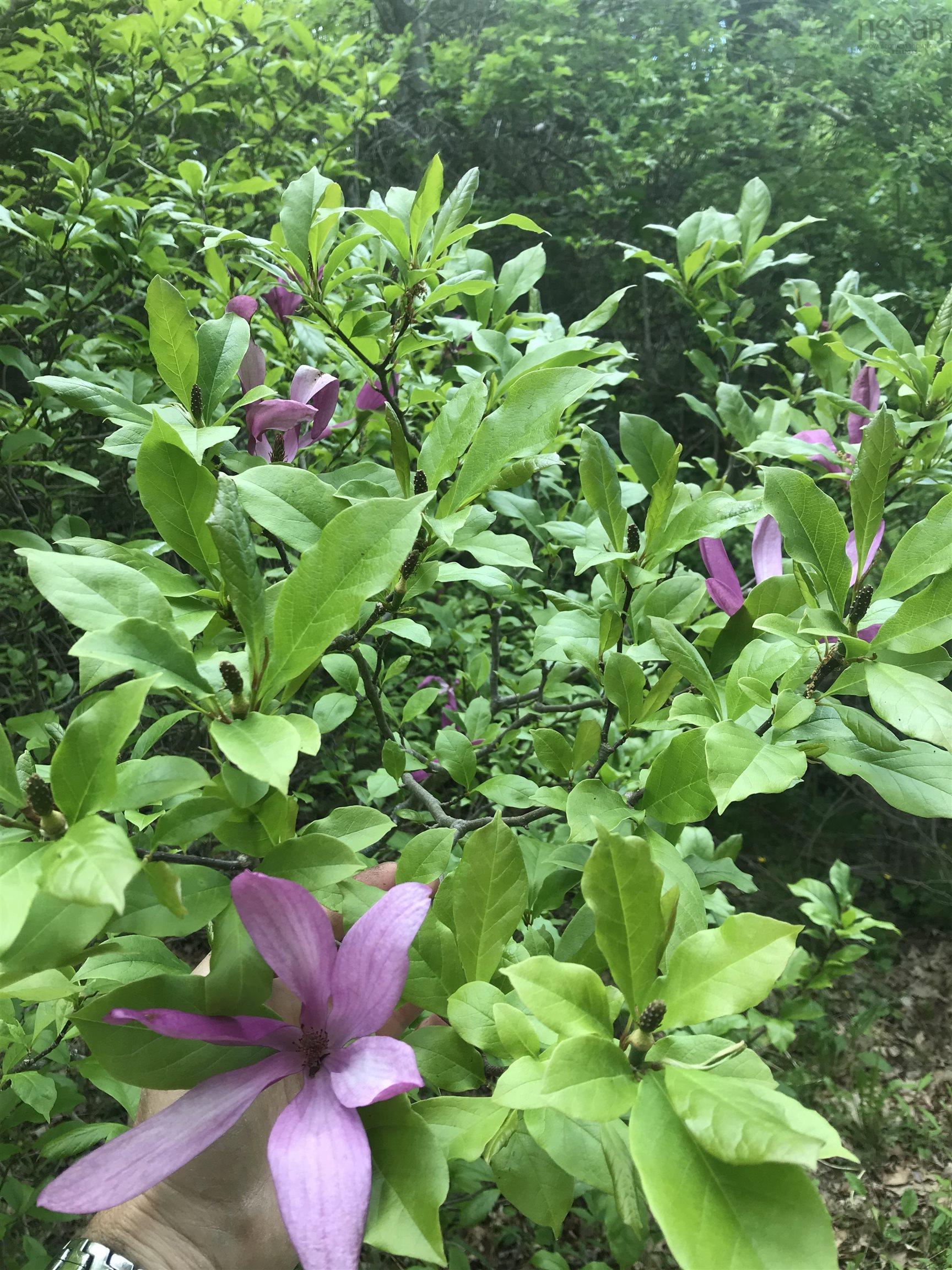 15 Cottage Lane, Windsor Junction, NS (MLS 202521027)