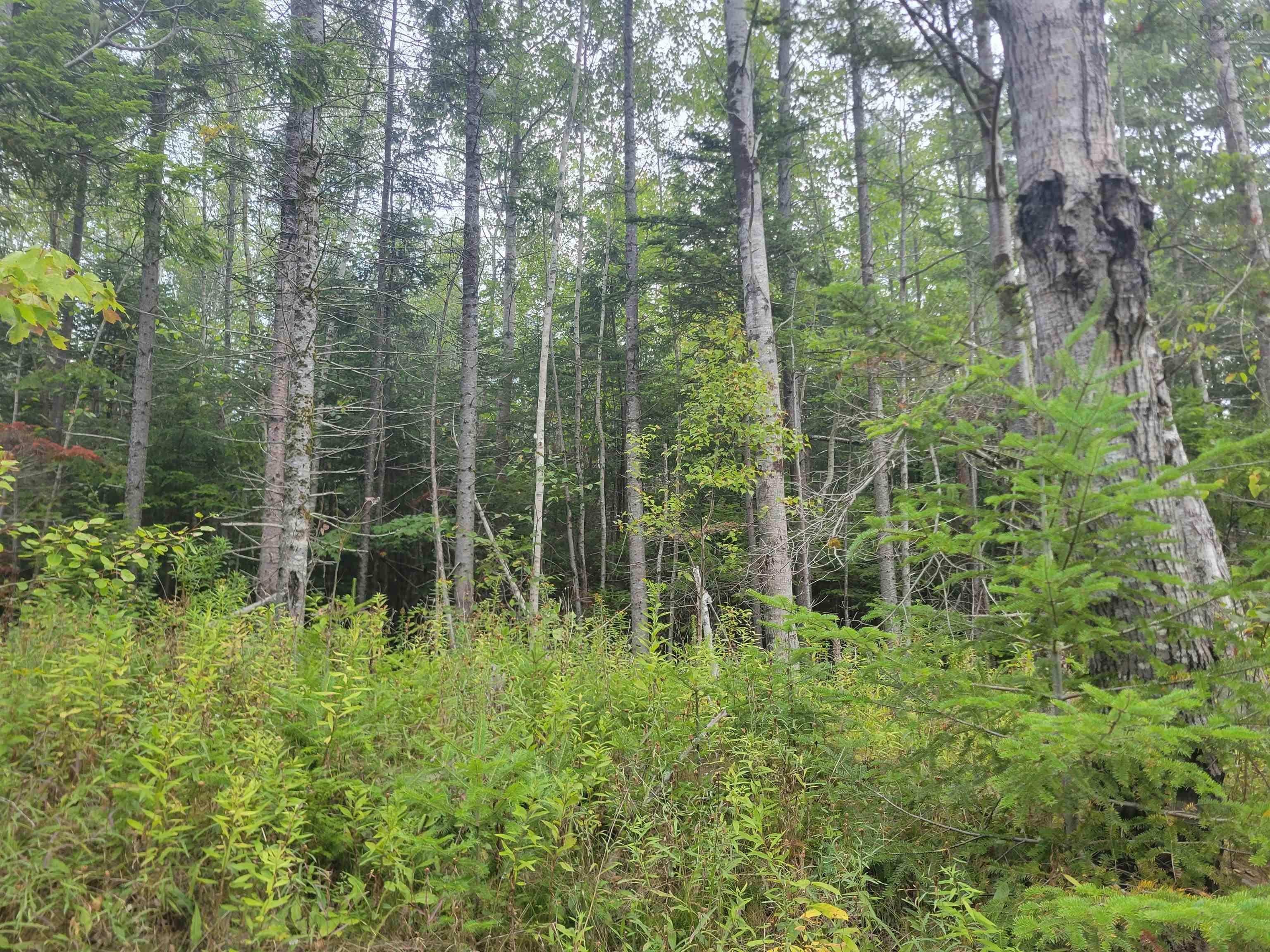 Lot 1 Wilson Road, Upper Rawdon, NS (MLS 202522563)