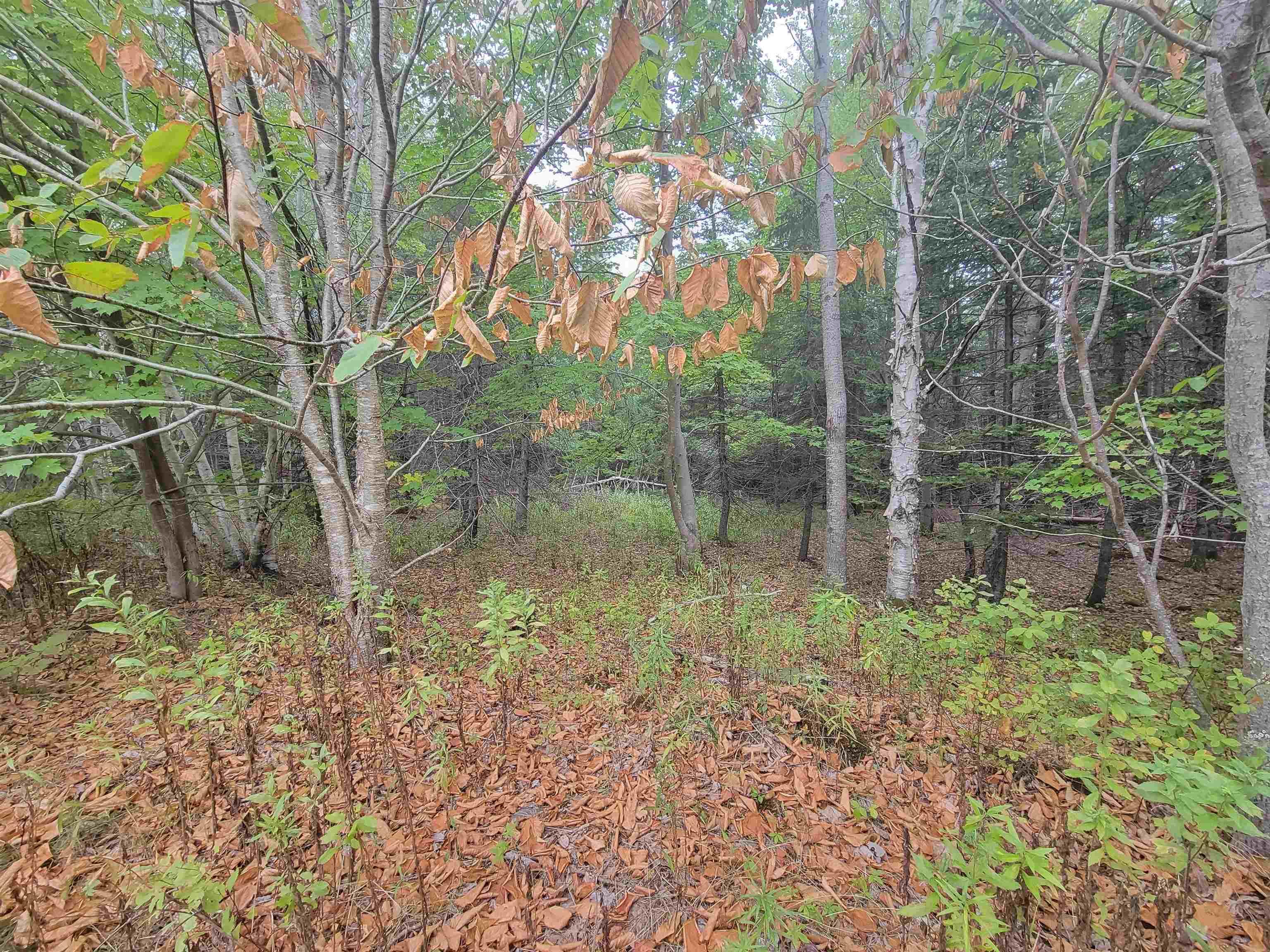 Lot 3 Wilson Drive, Upper Rawdon, NS (MLS 202522566)