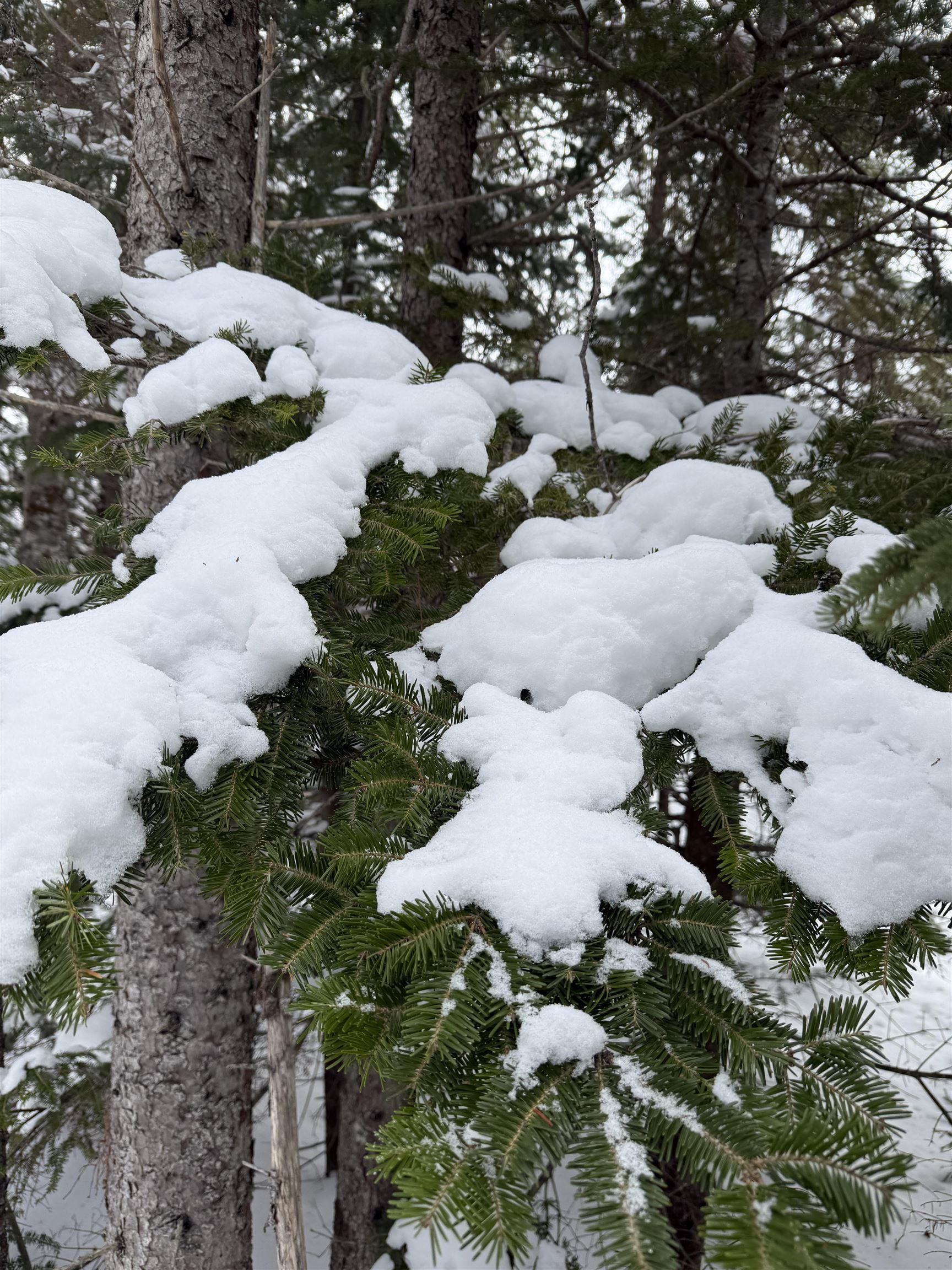 $99,999.00: 1 Barren Road, Seal Cove