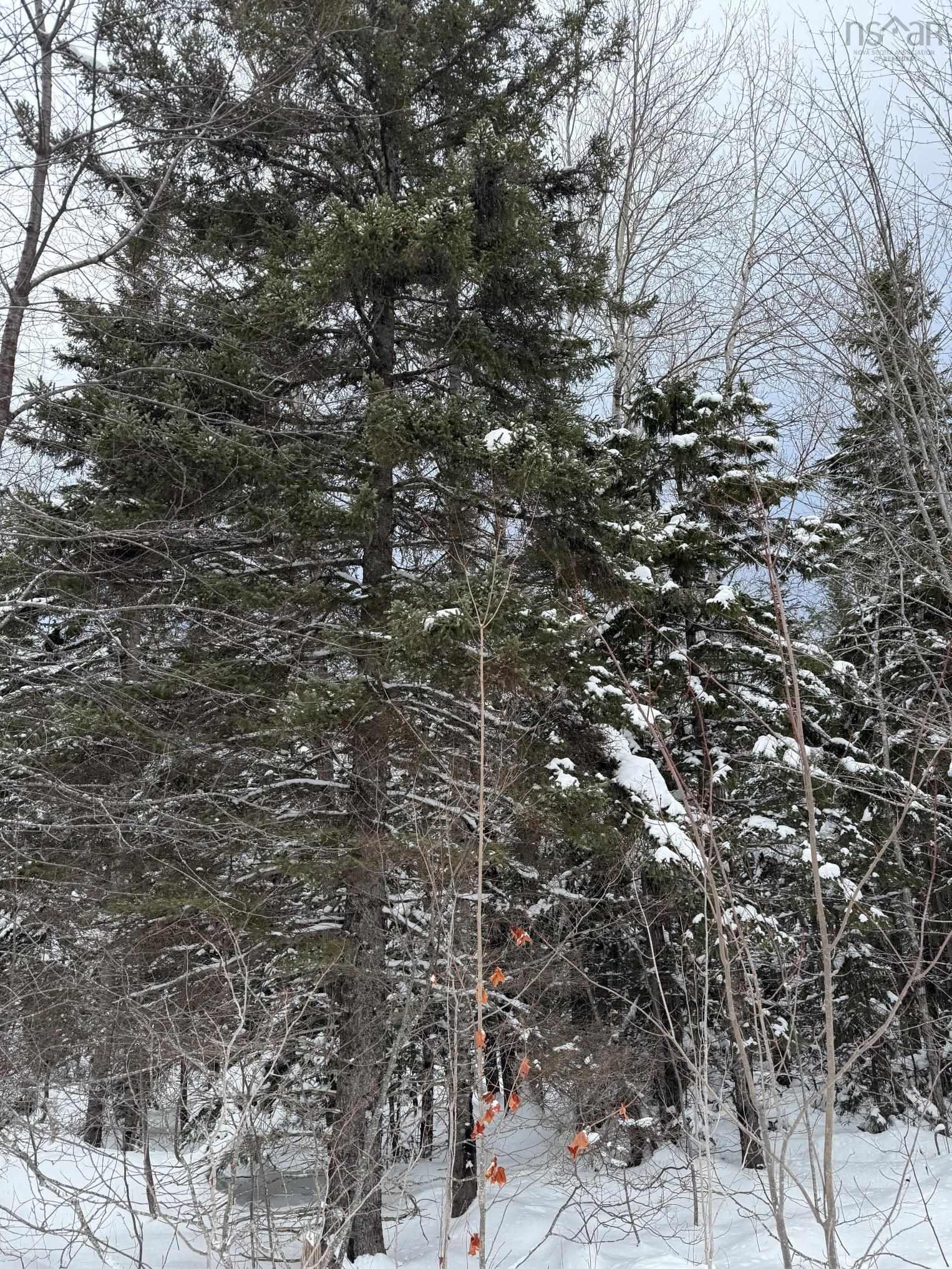 $99,999.00: 1 Barren Road, Seal Cove