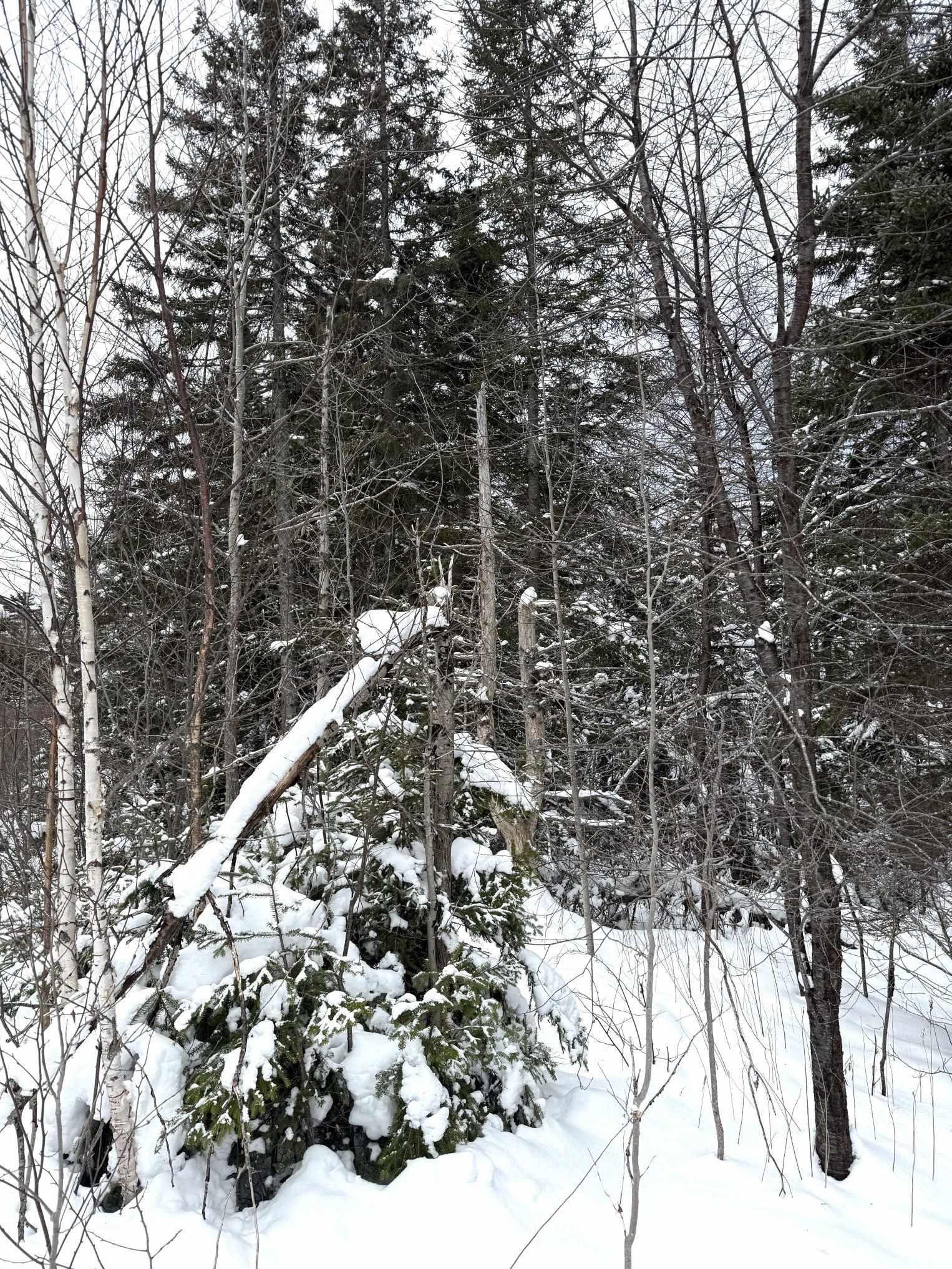 $99,999.00: 1 Barren Road, Seal Cove