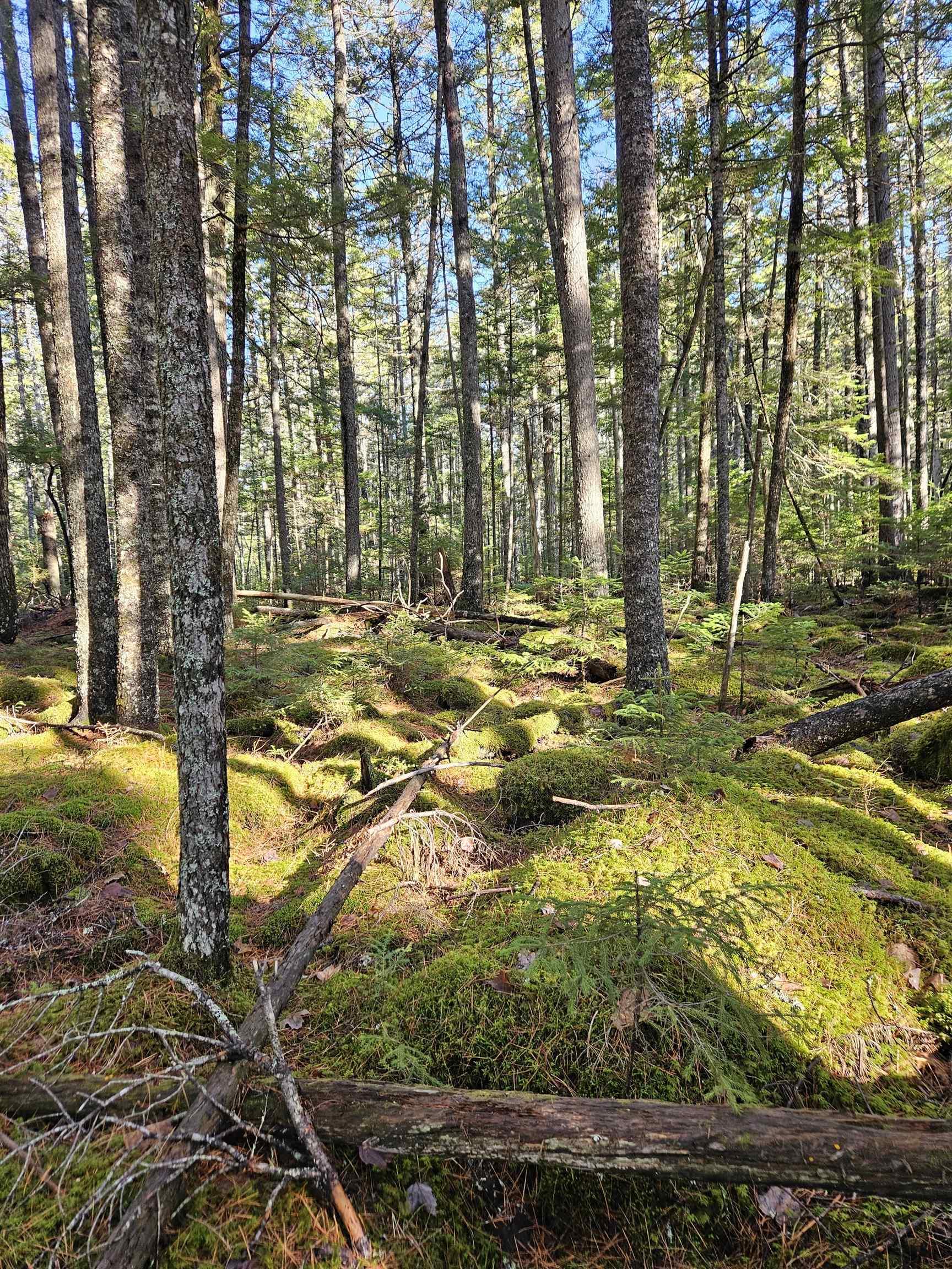 $135,000.00: Lot 15 Bridge Road, Forties