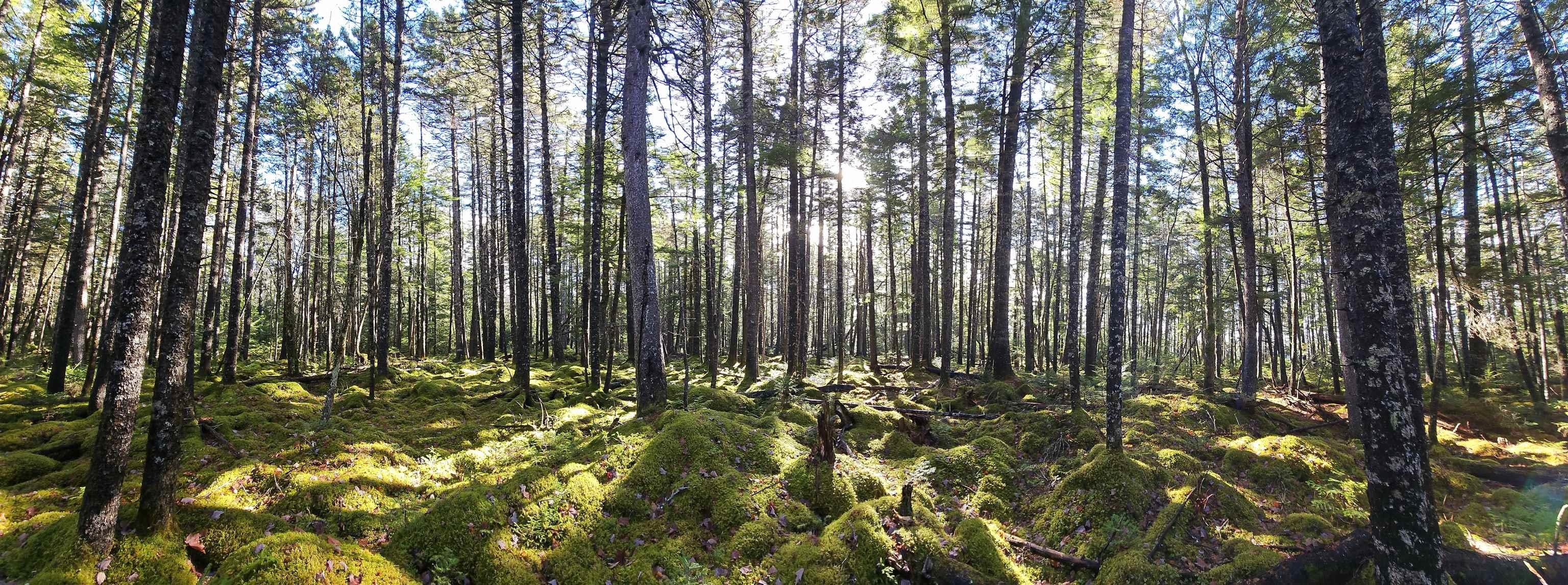 $135,000.00: Lot 15 Bridge Road, Forties