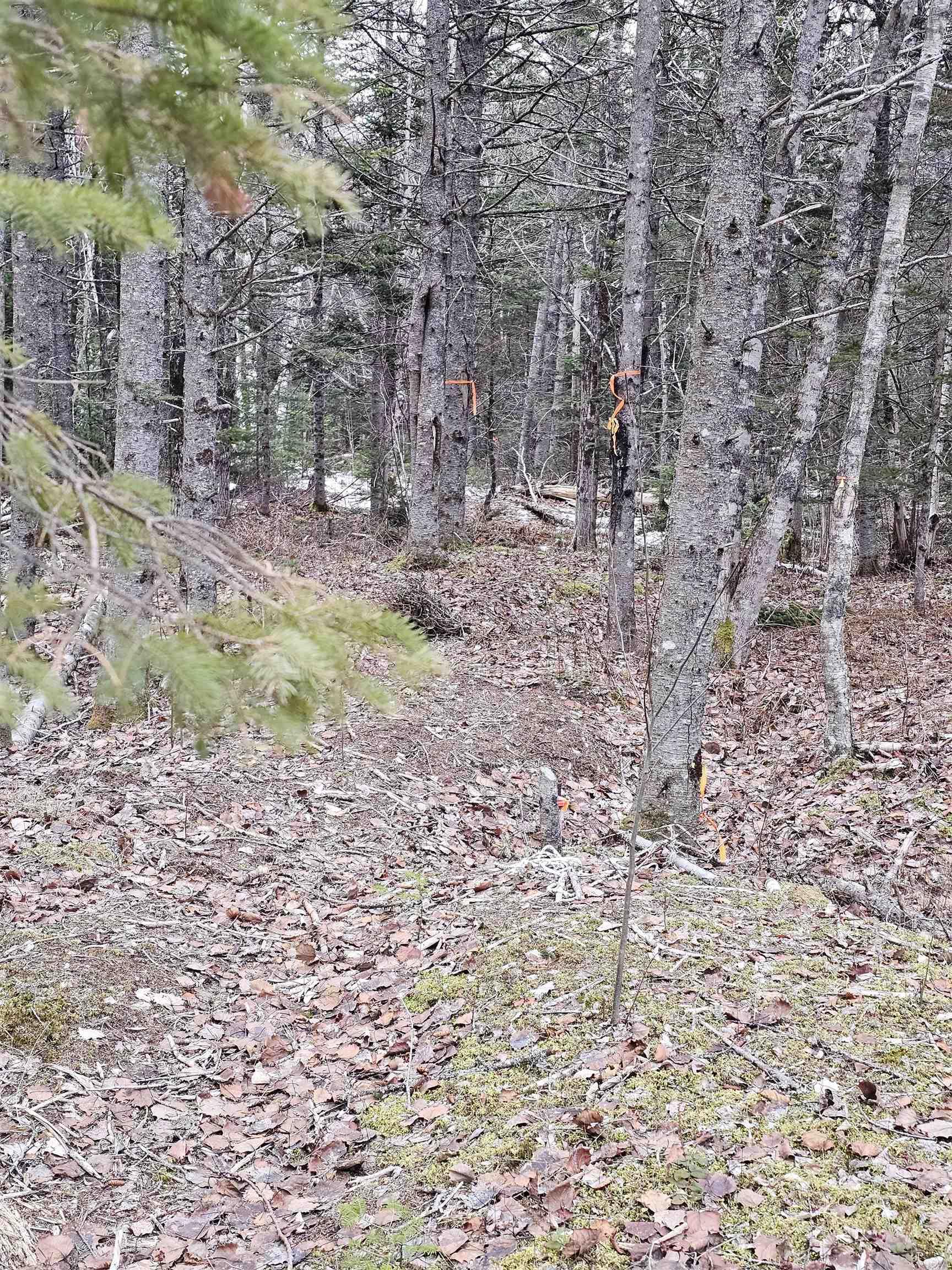 $115,000.00: Lot Forest Glade Road, Forest Glade