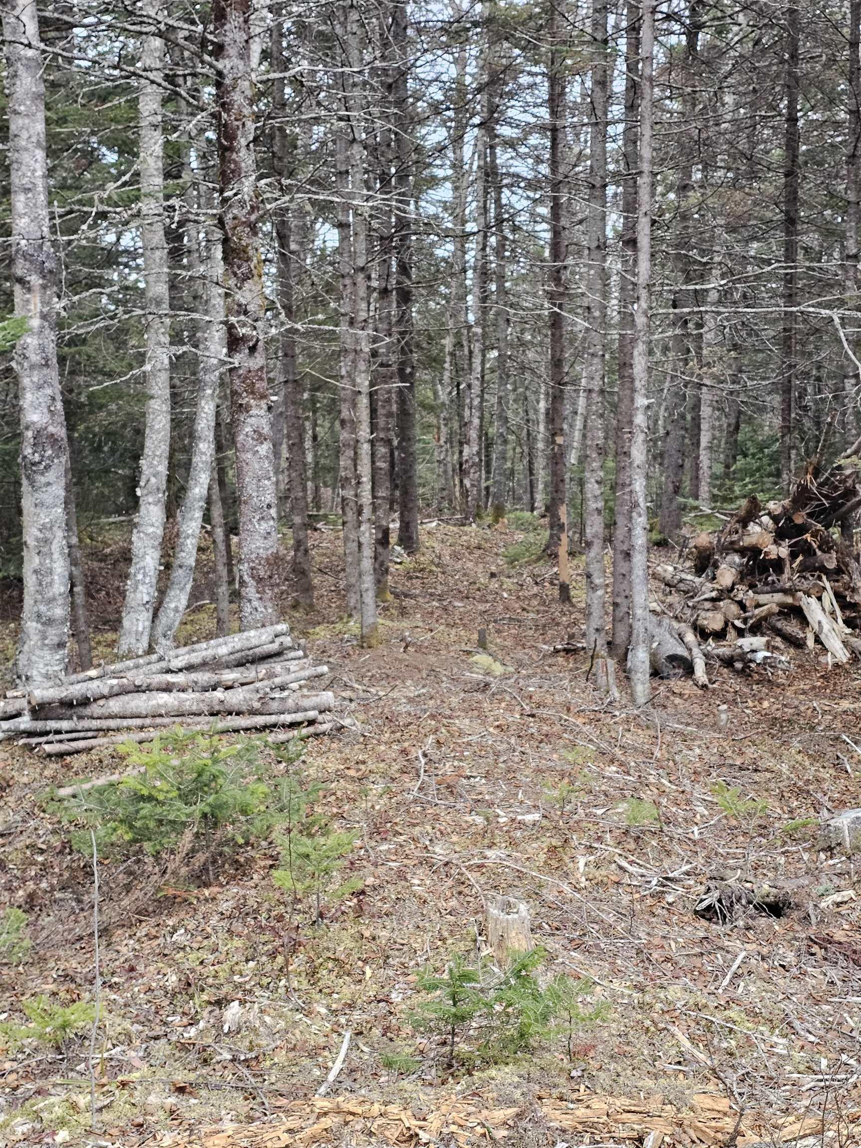 $110,000.00: Lot Forest Glade Road, Forest Glade