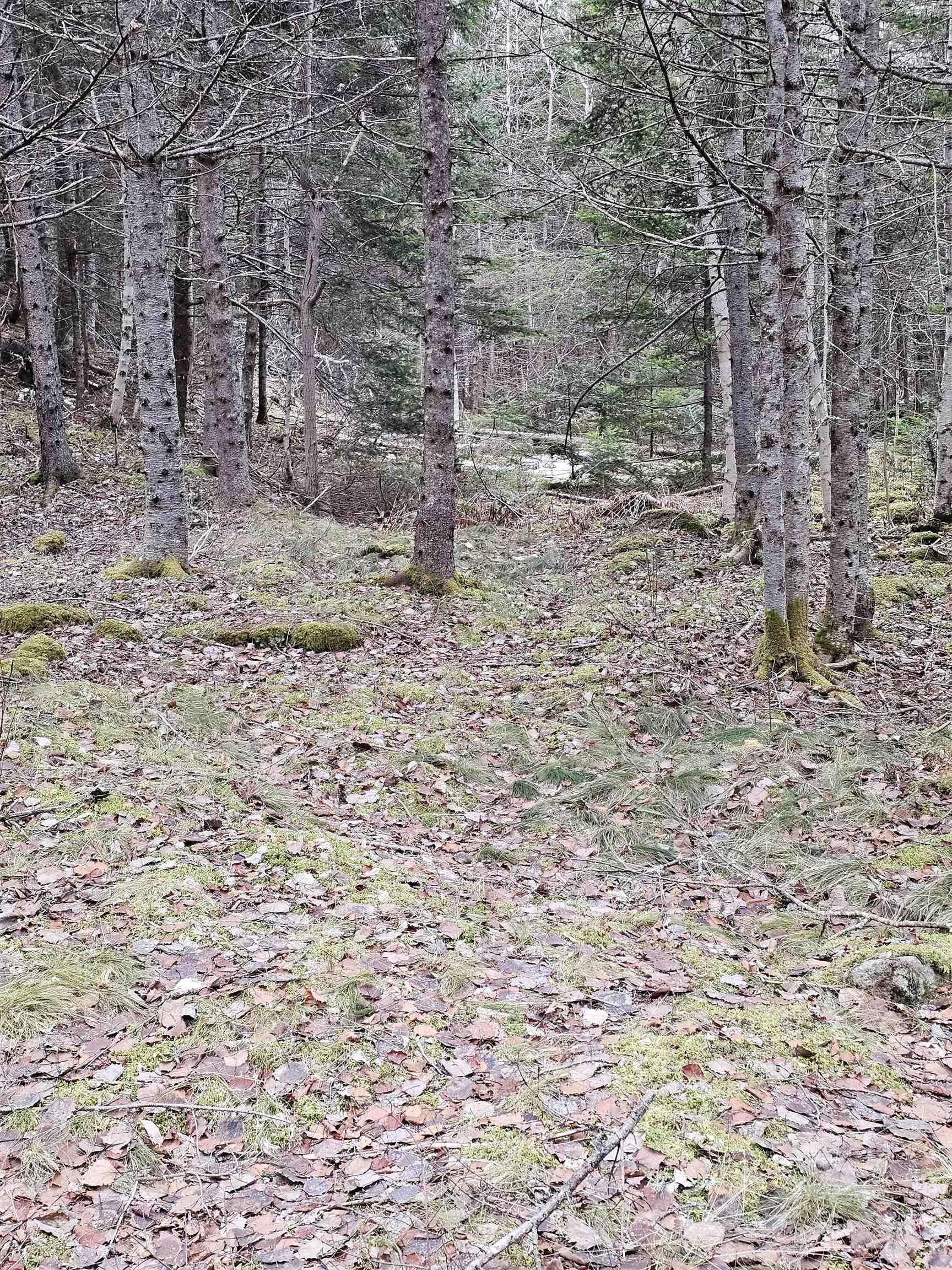 $110,000.00: Lot Forest Glade Road, Forest Glade