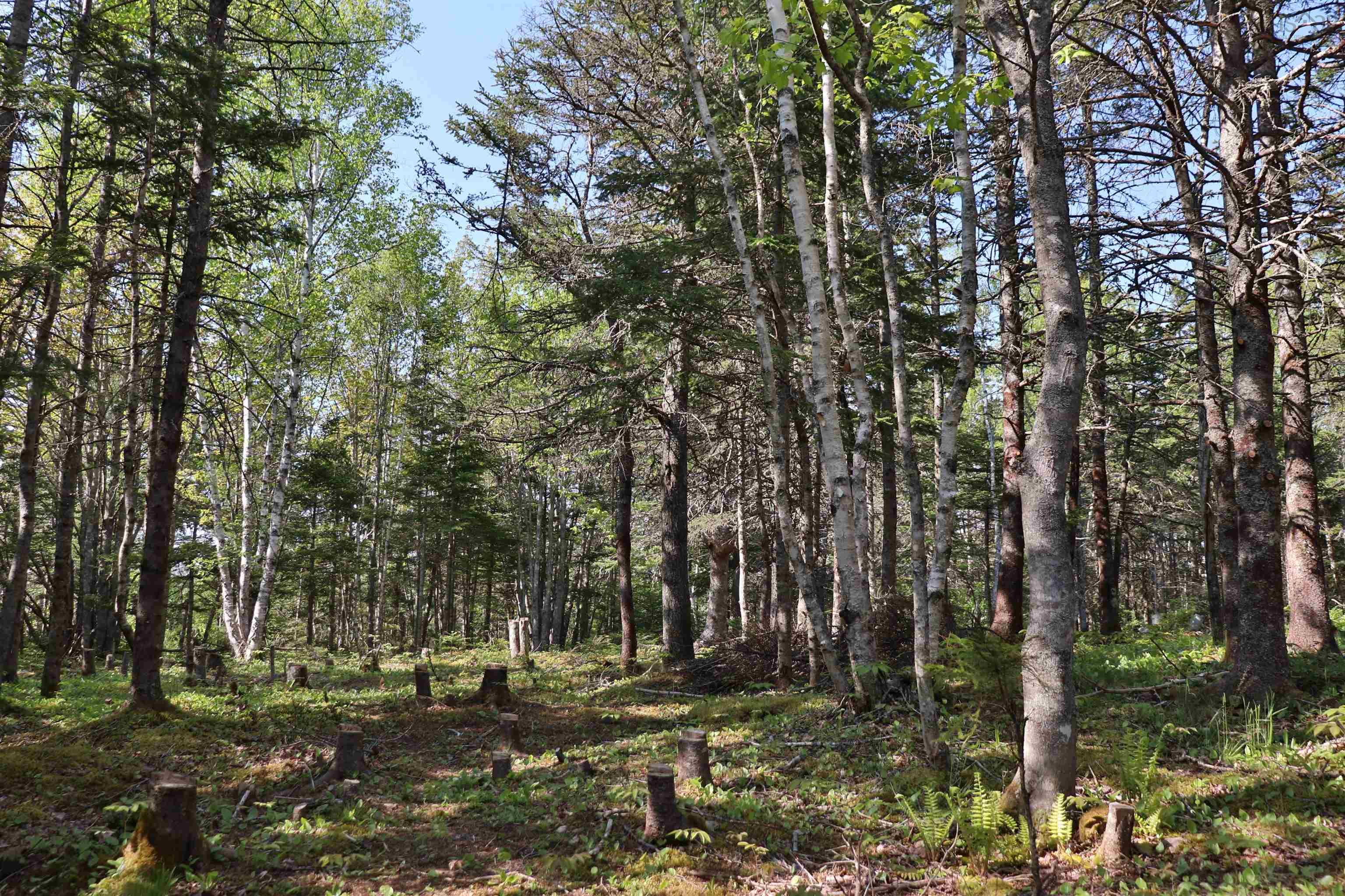 $115,000.00: Lot Forest Glade Road, Forest Glade