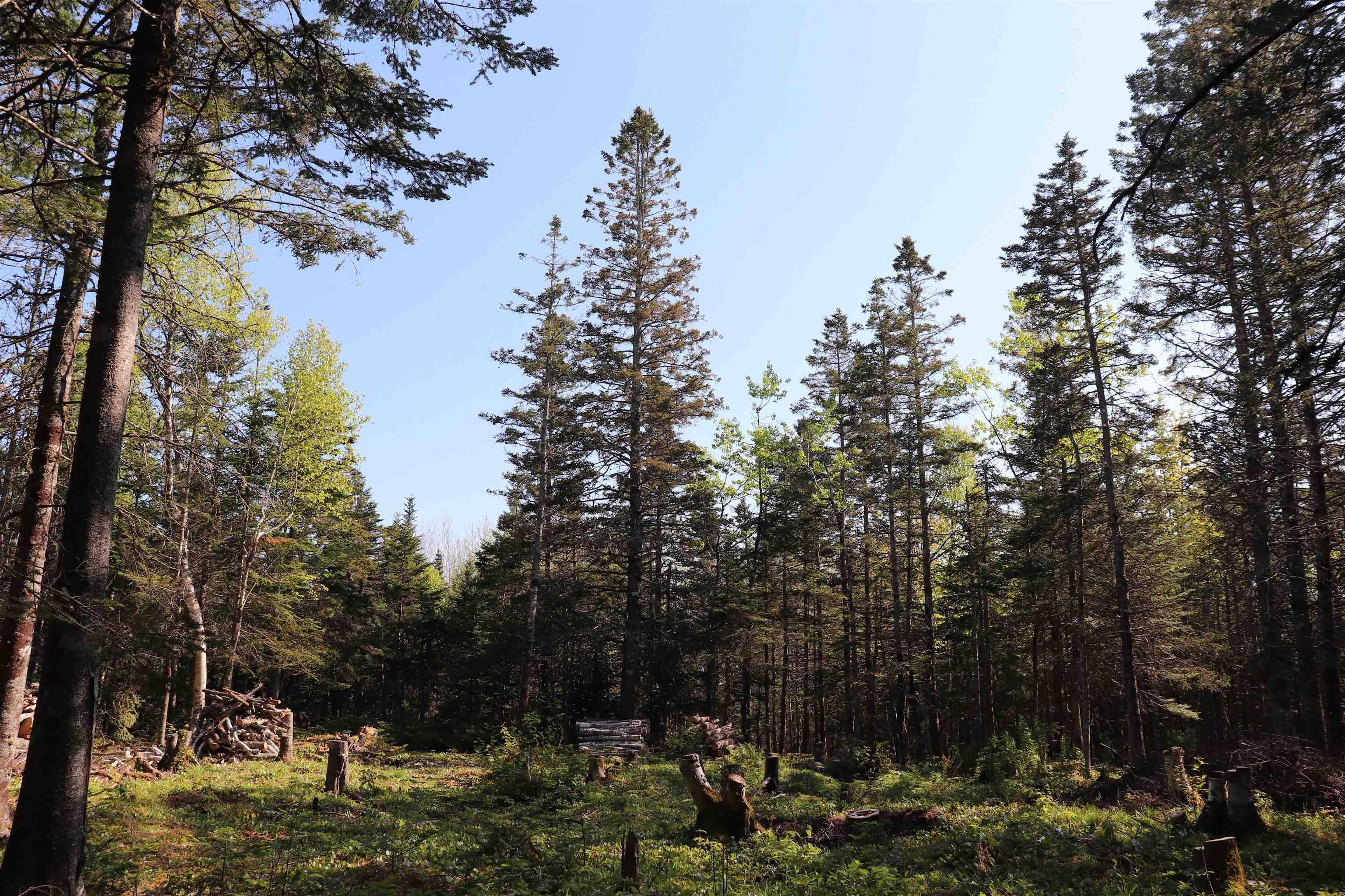 $110,000.00: Lot Forest Glade Road, Forest Glade
