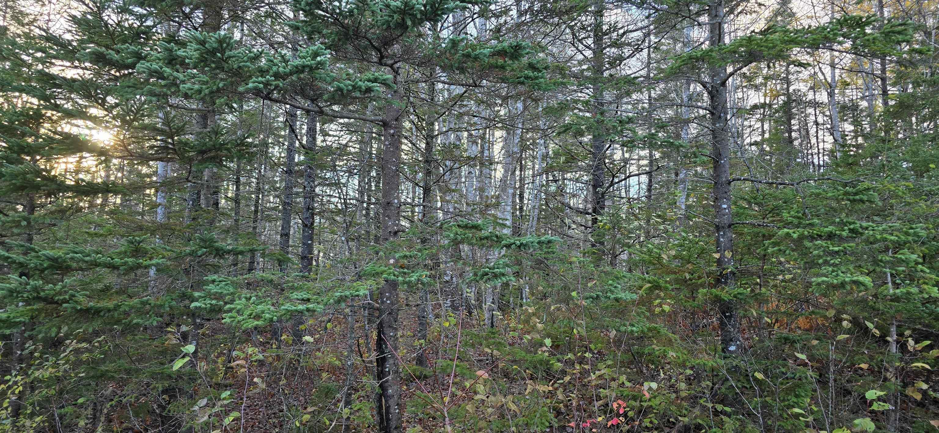 $37,500.00: Lot 16 Eastern Shore Road, Port Medway