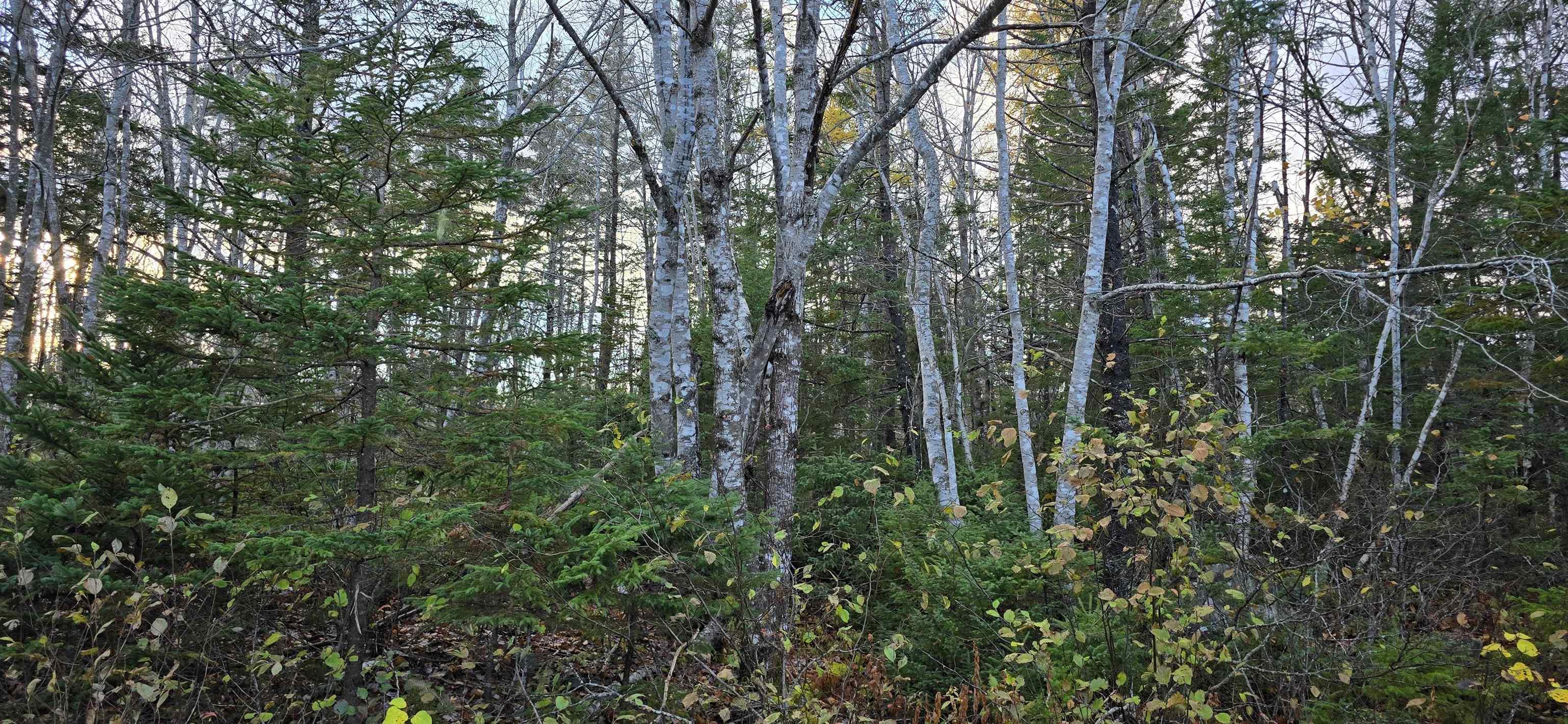 $37,500.00: Lot 16 Eastern Shore Road, Port Medway