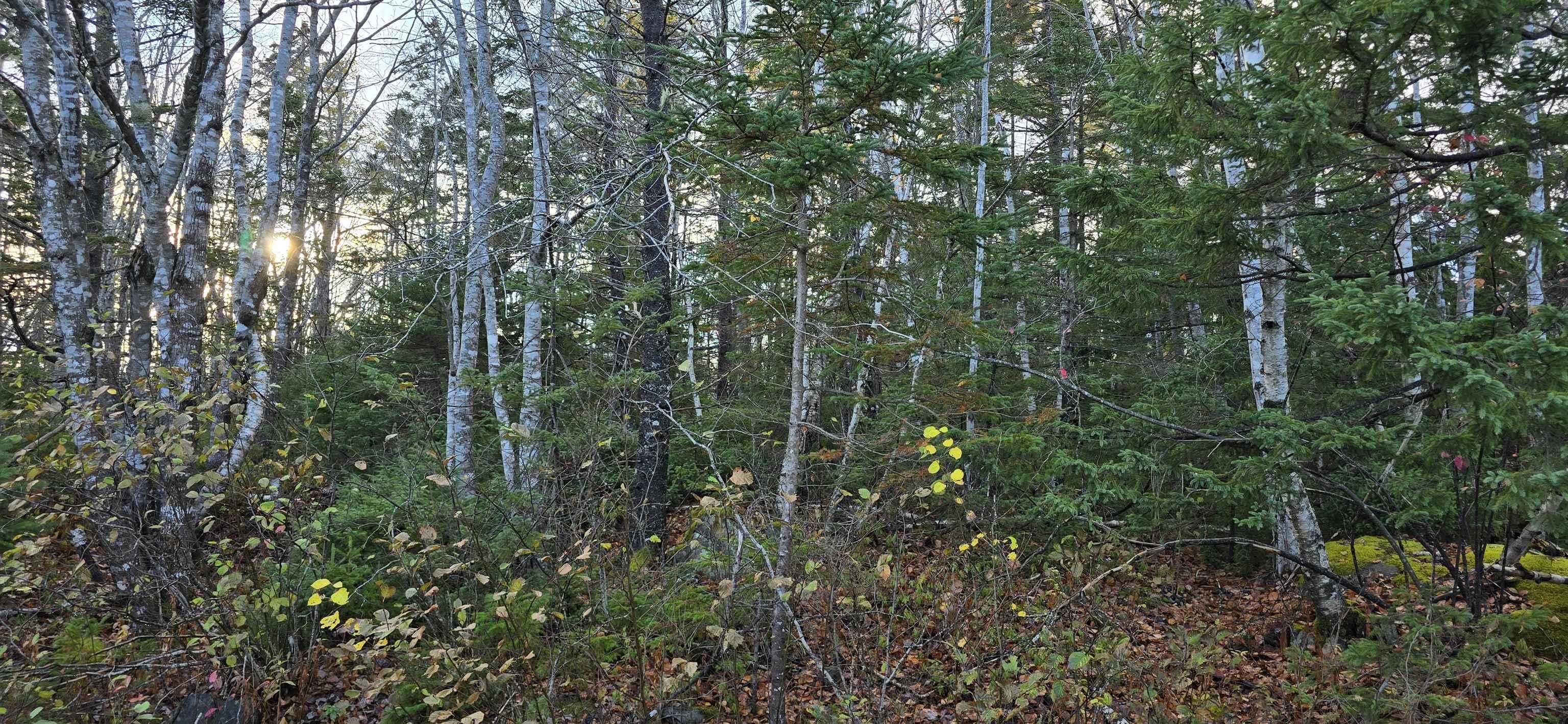 $37,500.00: Lot 16 Eastern Shore Road, Port Medway