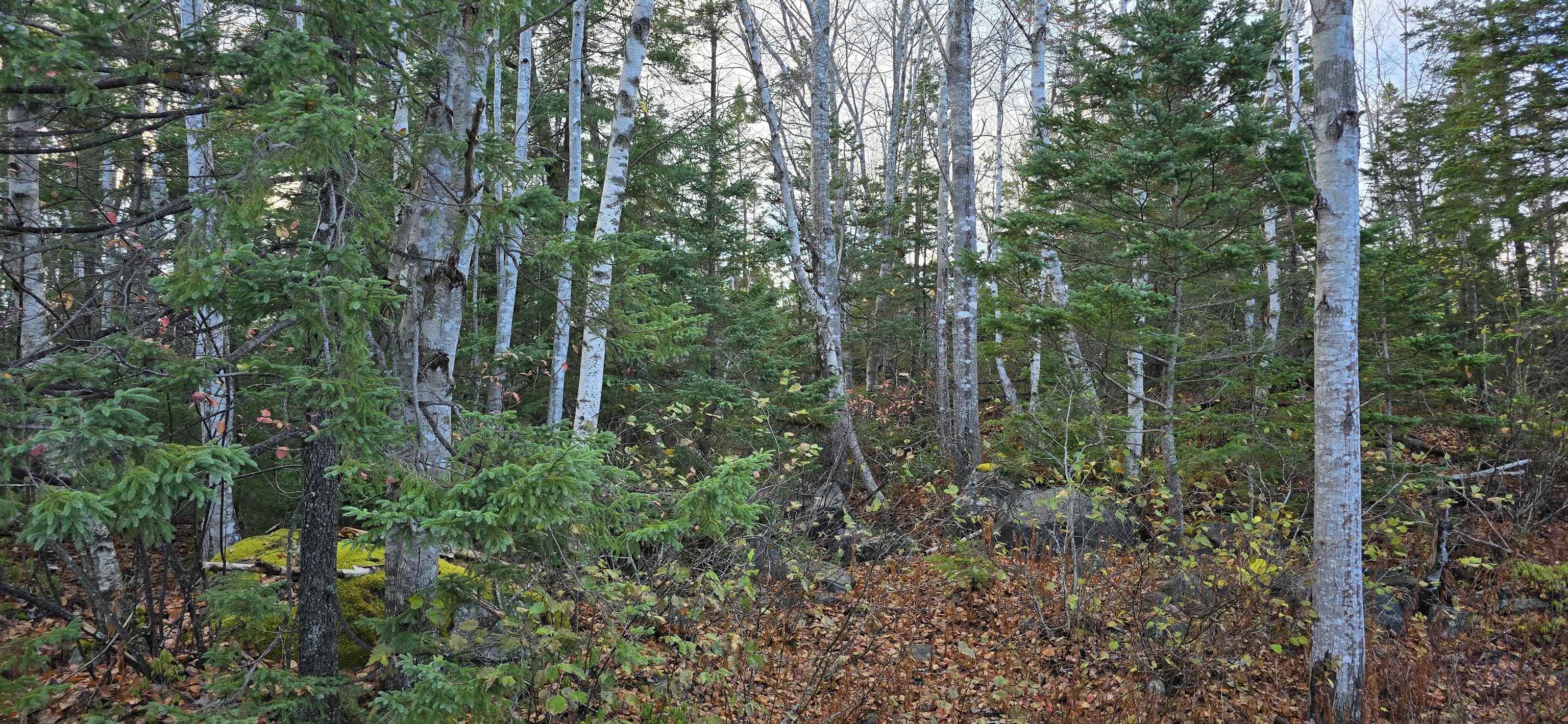 $37,500.00: Lot 16 Eastern Shore Road, Port Medway