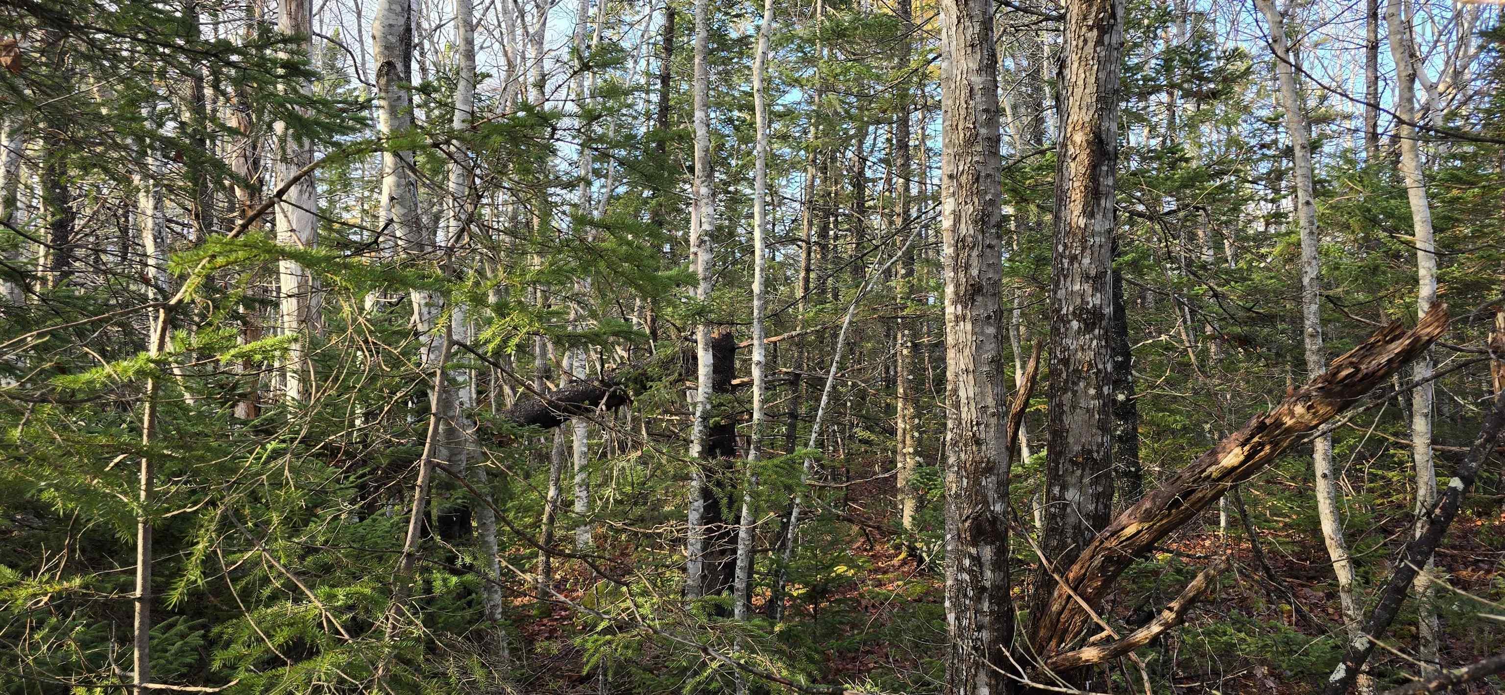 $37,500.00: Lot 16 Eastern Shore Road, Port Medway