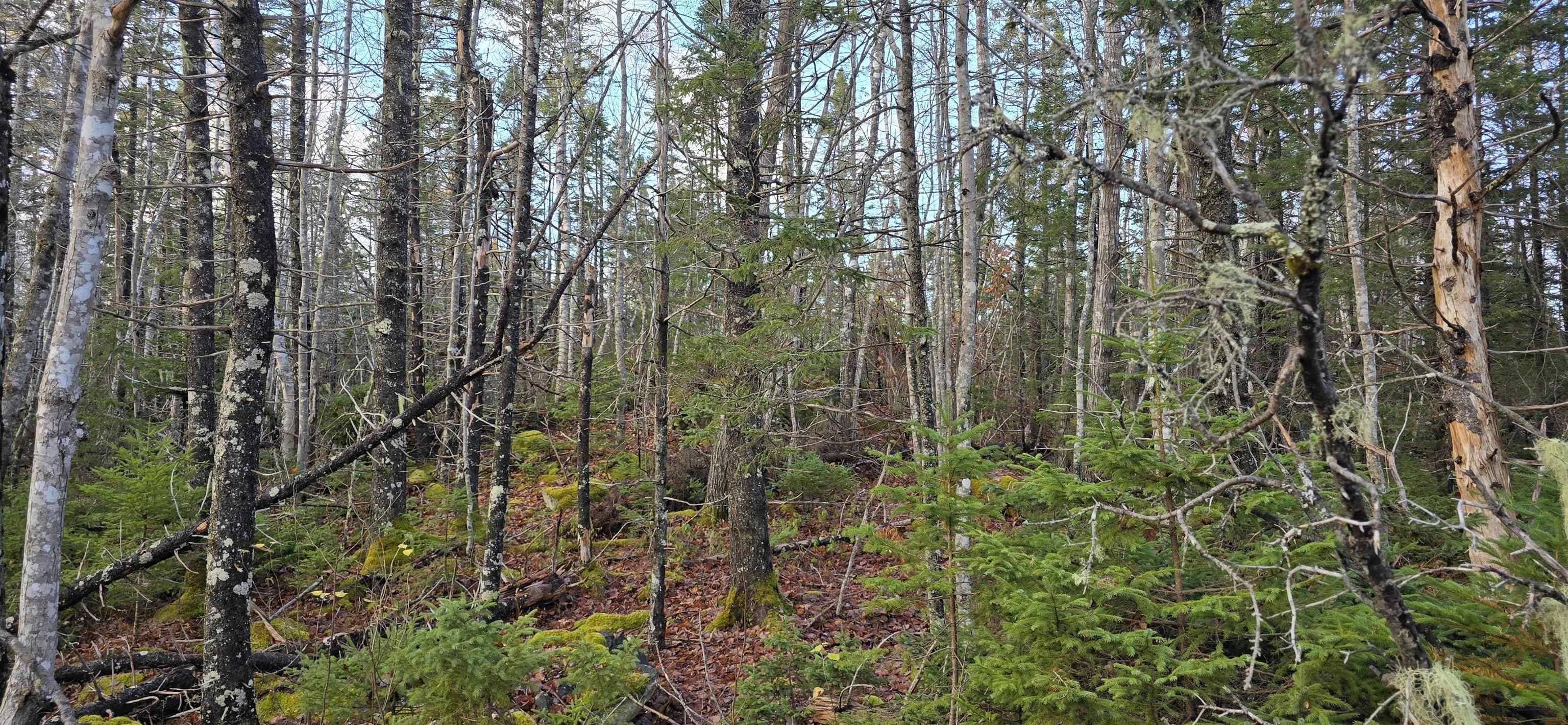 $37,500.00: Lot 16 Eastern Shore Road, Port Medway