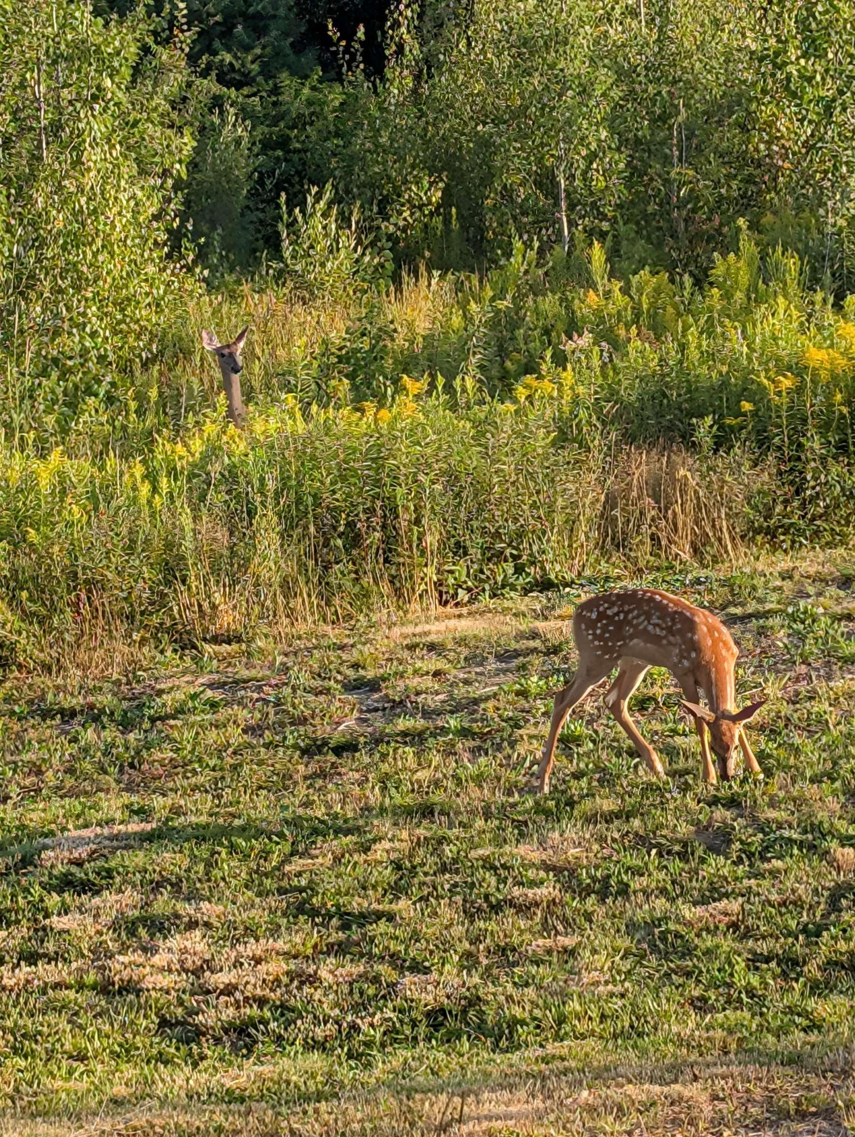 $289,900.00: 255 VARNER MOUNTAIN Road, Nictaux South