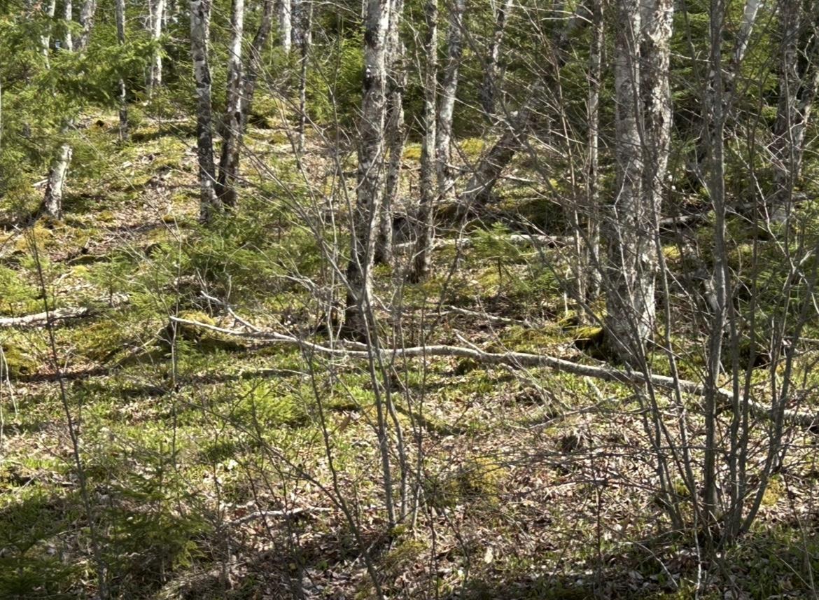 $75,000.00: 51 Lead Mine Road, Glenelg