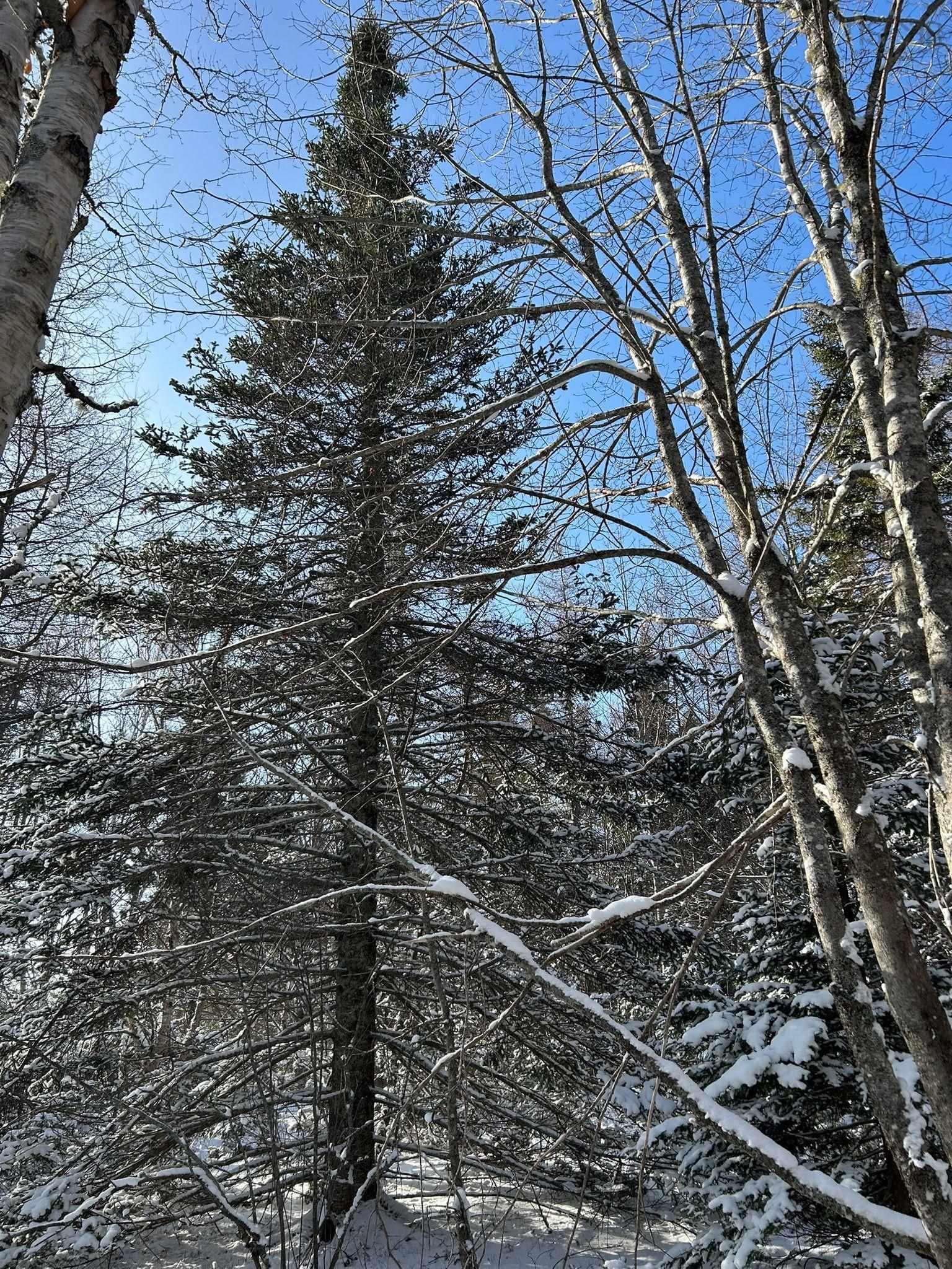 $59,000.00: Lot 11 Lower River Road, Grantville, Grantville