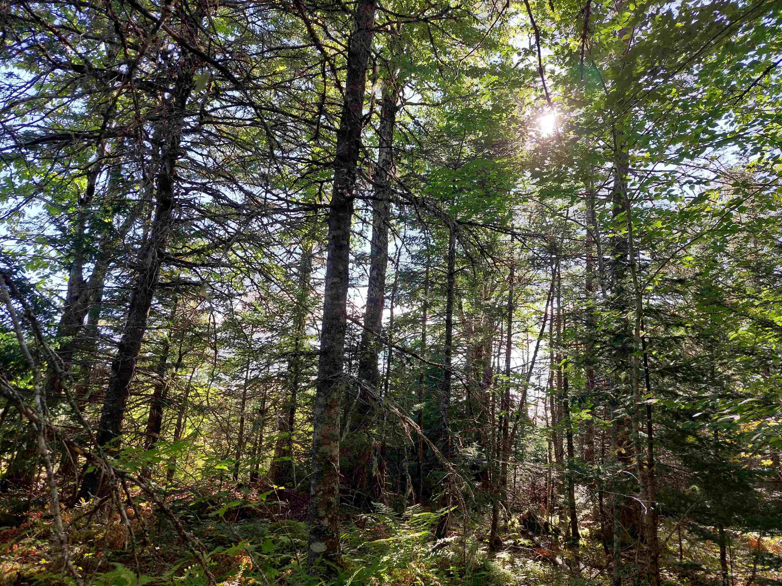 $29,500.00: Lot 22 Highway 4, Kempt Road