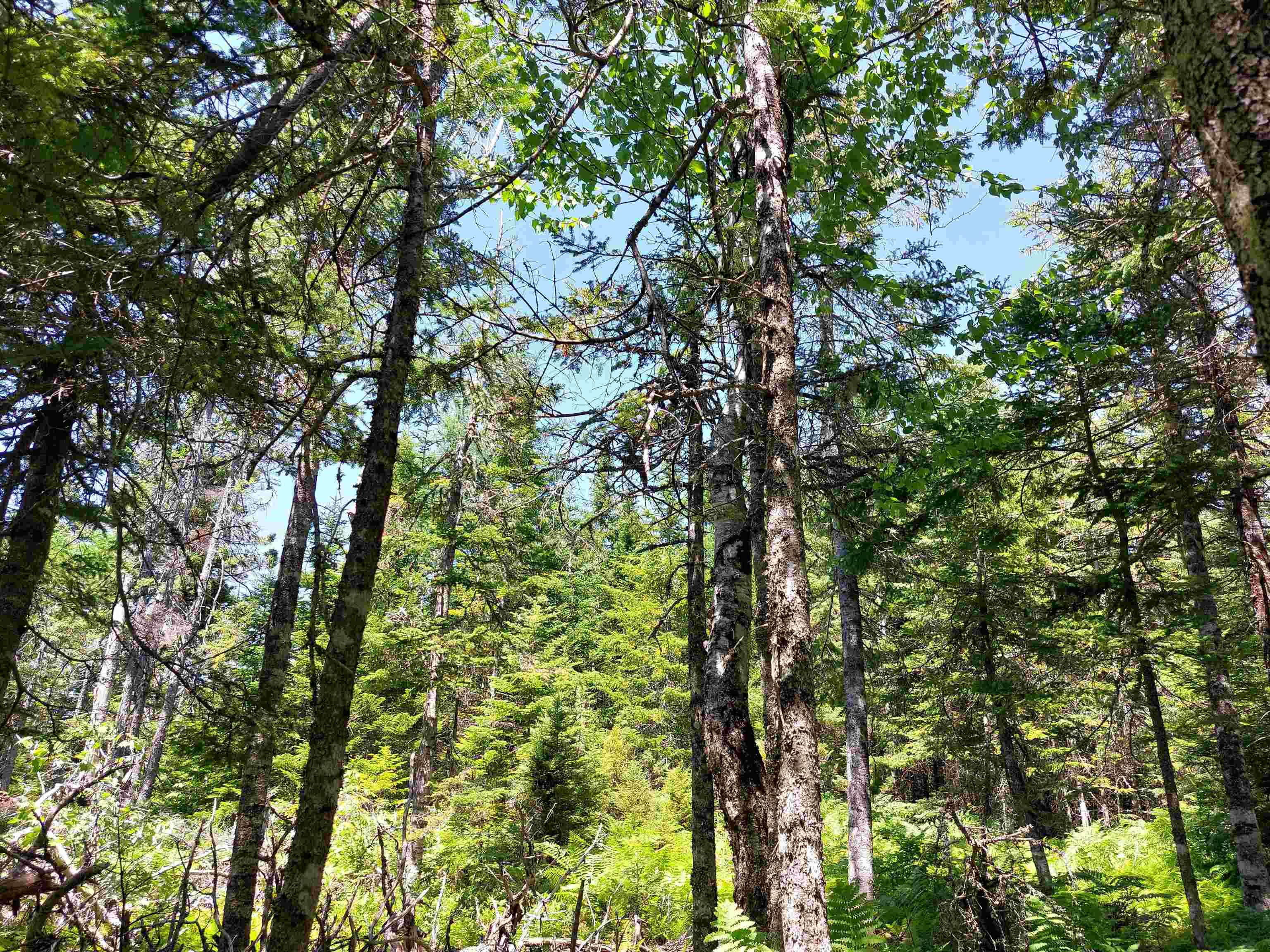 $30,000.00: Lot 47E Widow Point Loop, West Bay Marshes