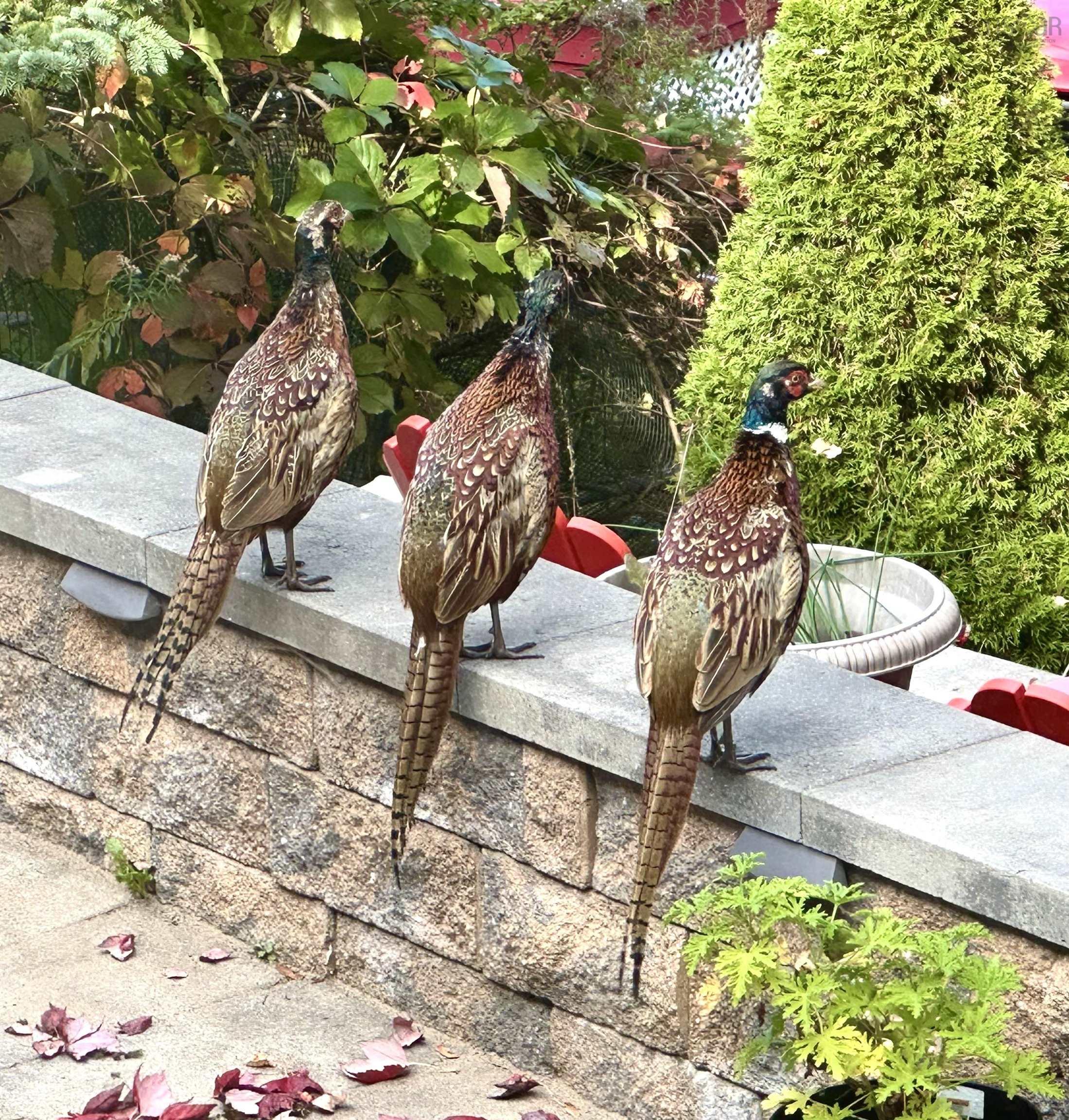 12 Canary Crescent, Halifax, NS (MLS 202601186)