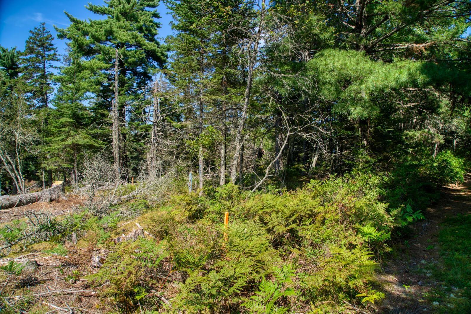 $200,000.00: Lot 5 Cooks Brook, Bayport