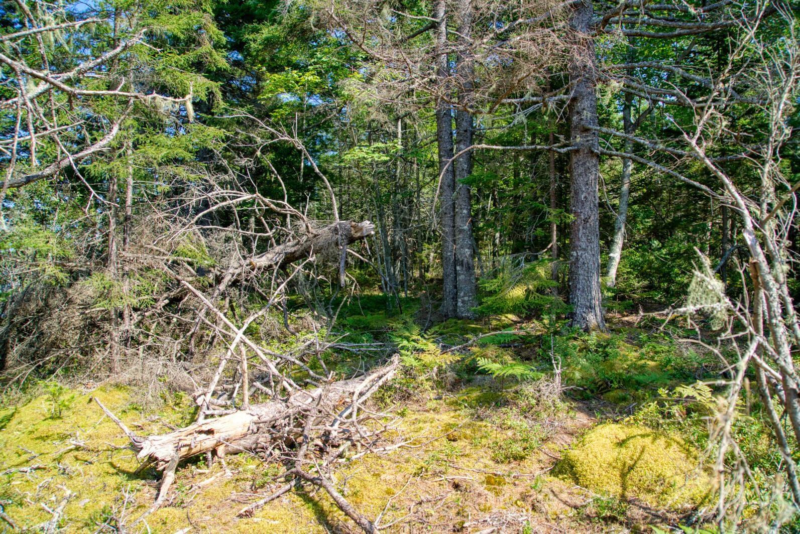 $200,000.00: Lot 5 Cooks Brook, Bayport