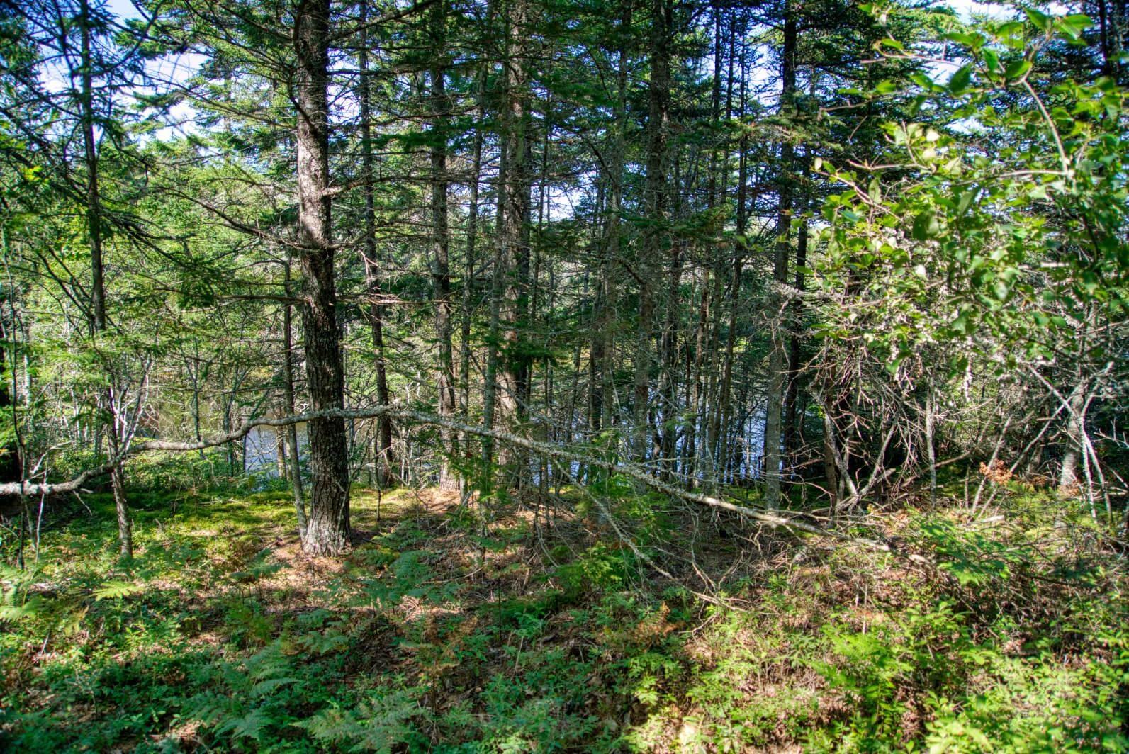 $200,000.00: Lot 5 Cooks Brook, Bayport