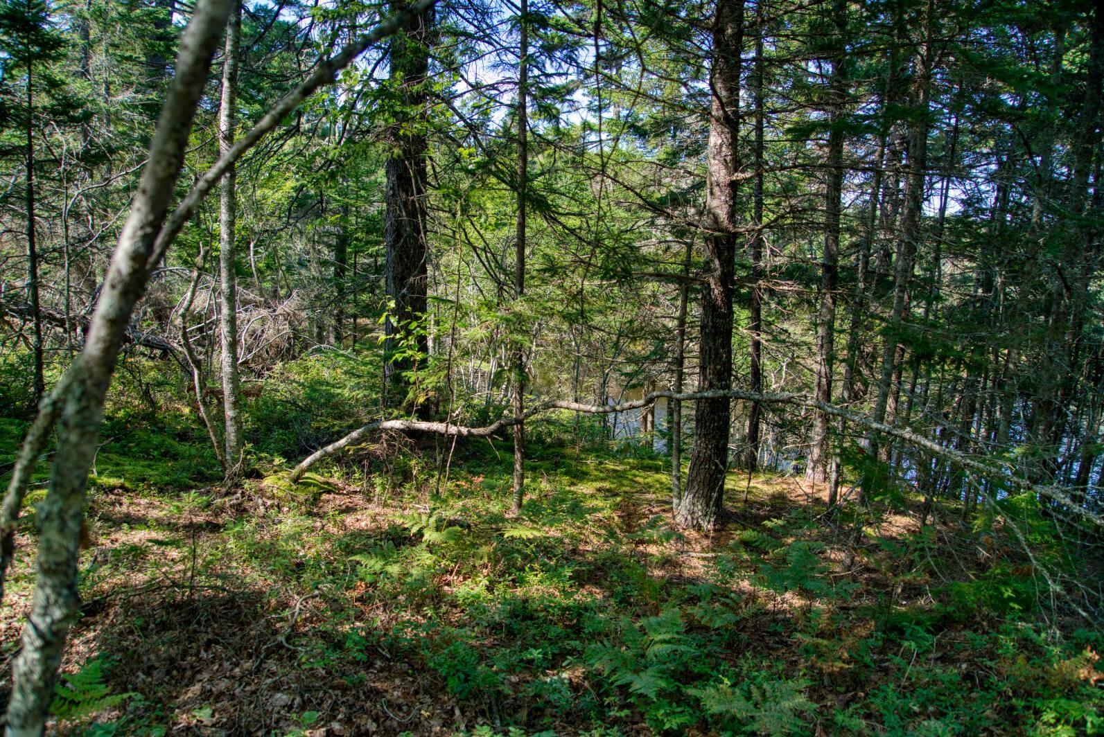 $200,000.00: Lot 5 Cooks Brook, Bayport