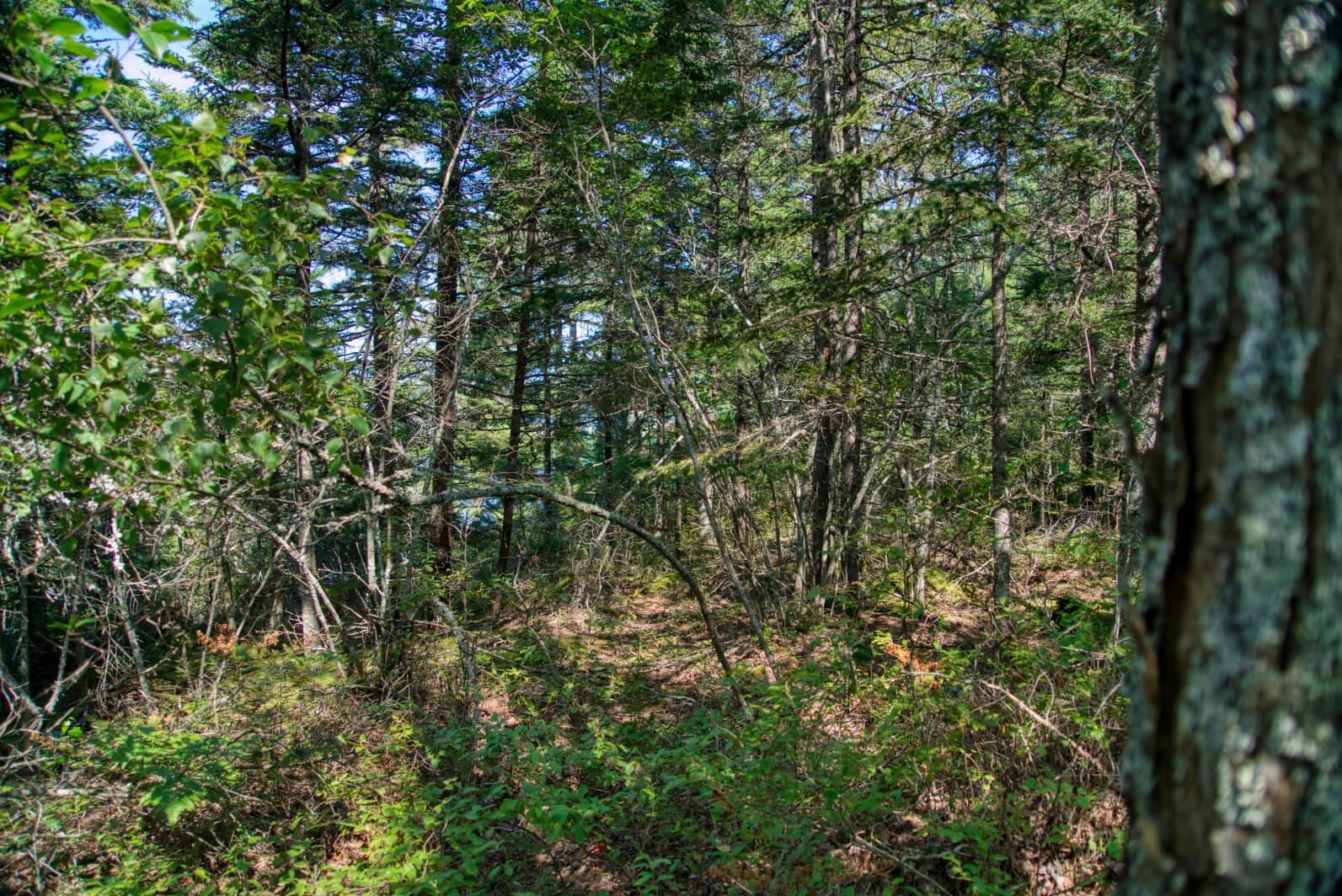 $200,000.00: Lot 5 Cooks Brook, Bayport